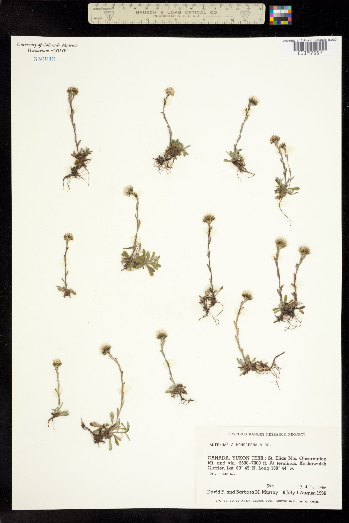 Antennaria monocephala image