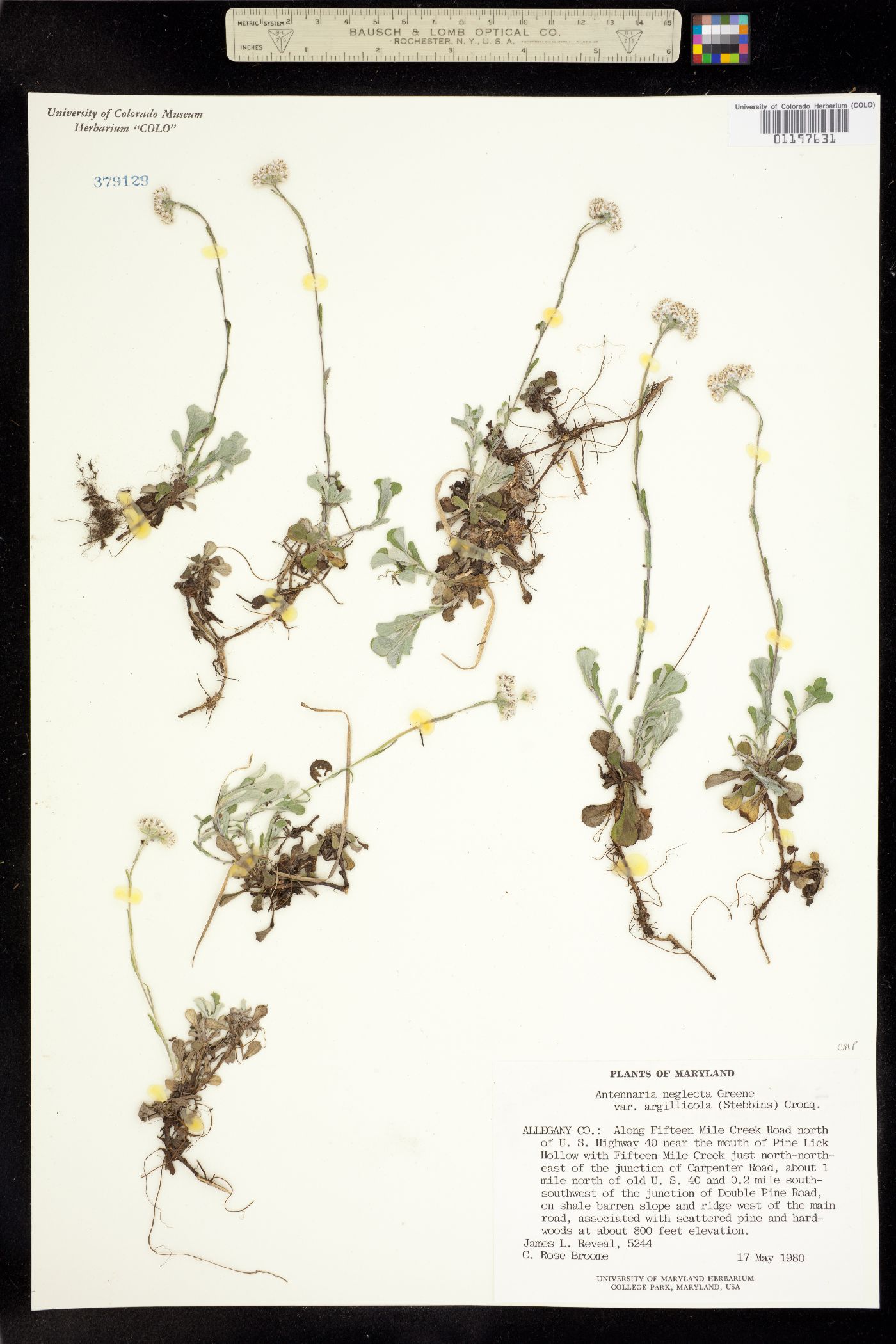 Antennaria virginica image