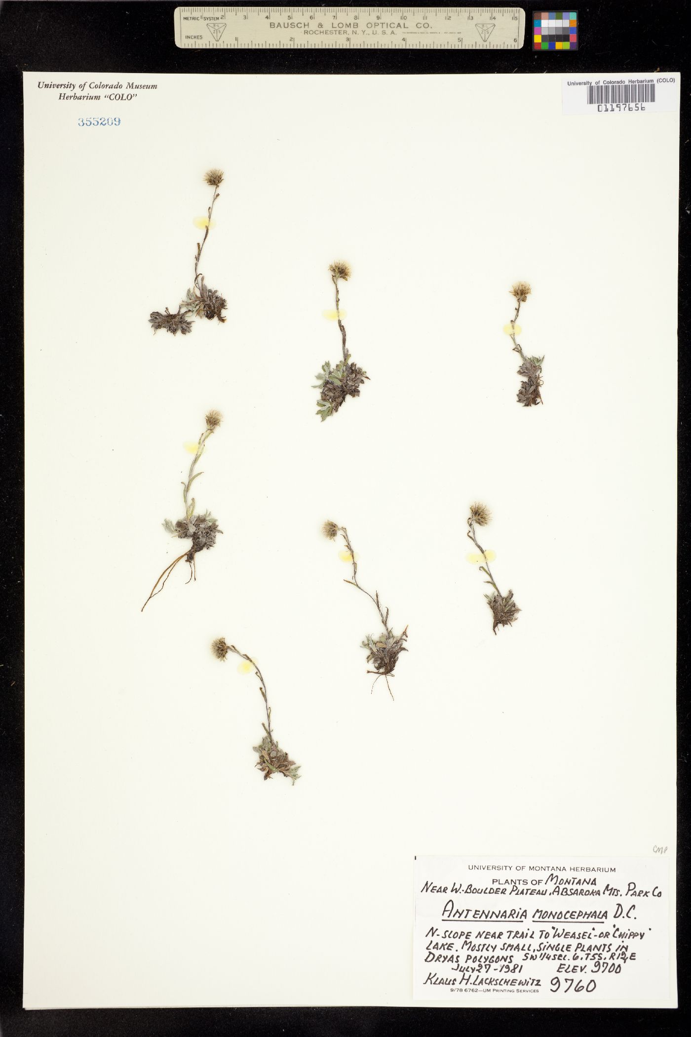 Antennaria monocephala image