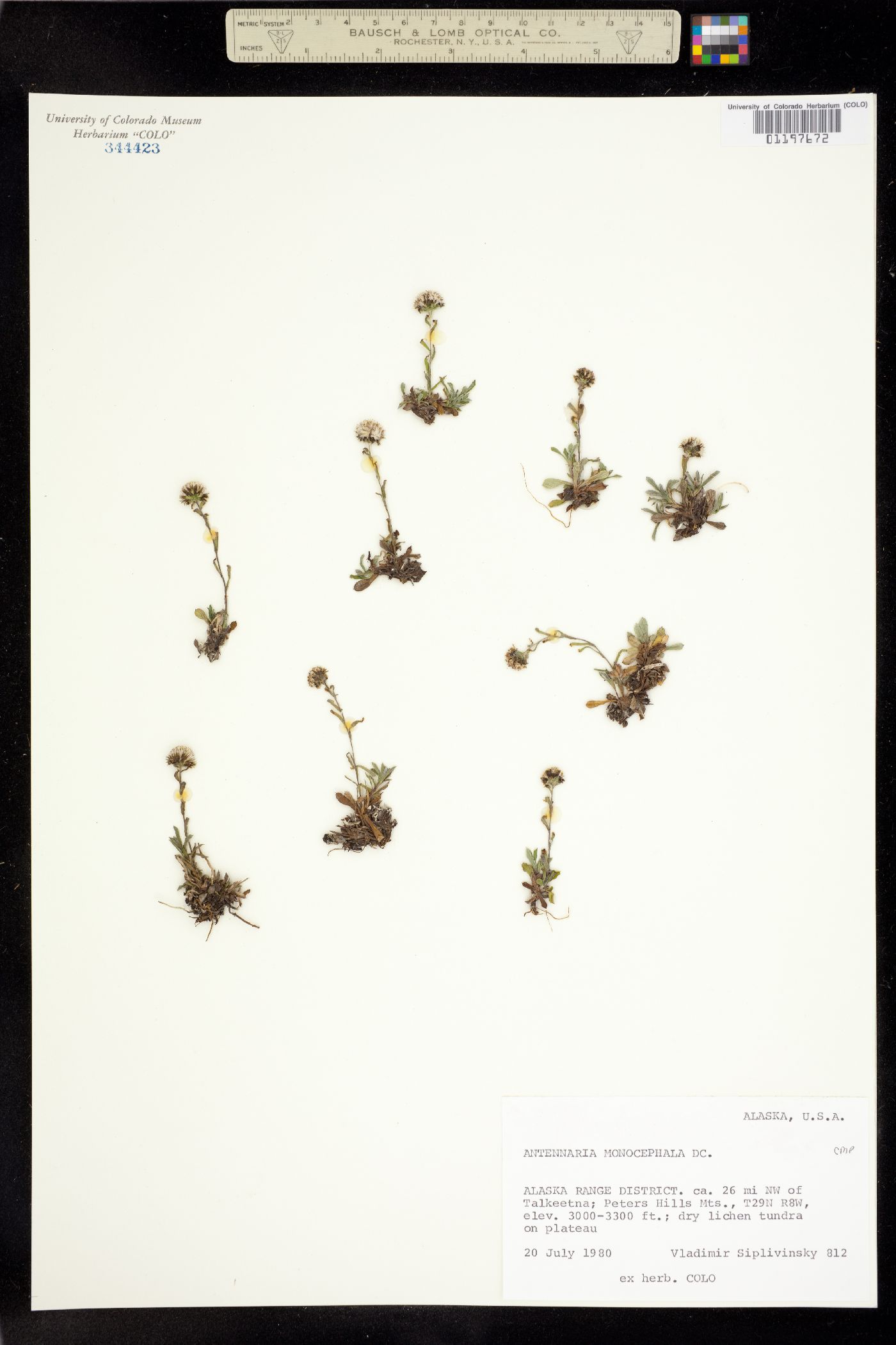 Antennaria monocephala image