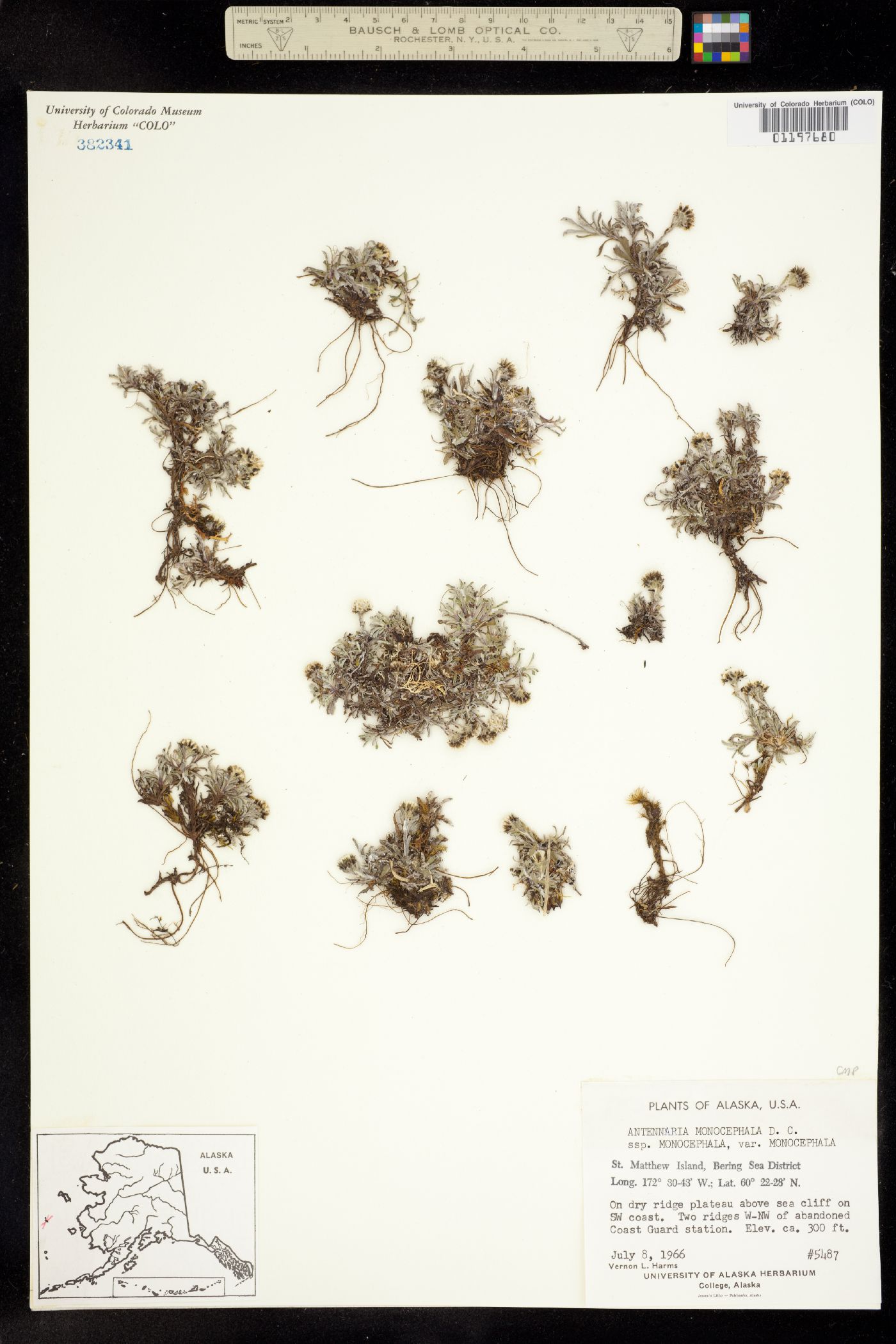 Antennaria monocephala image