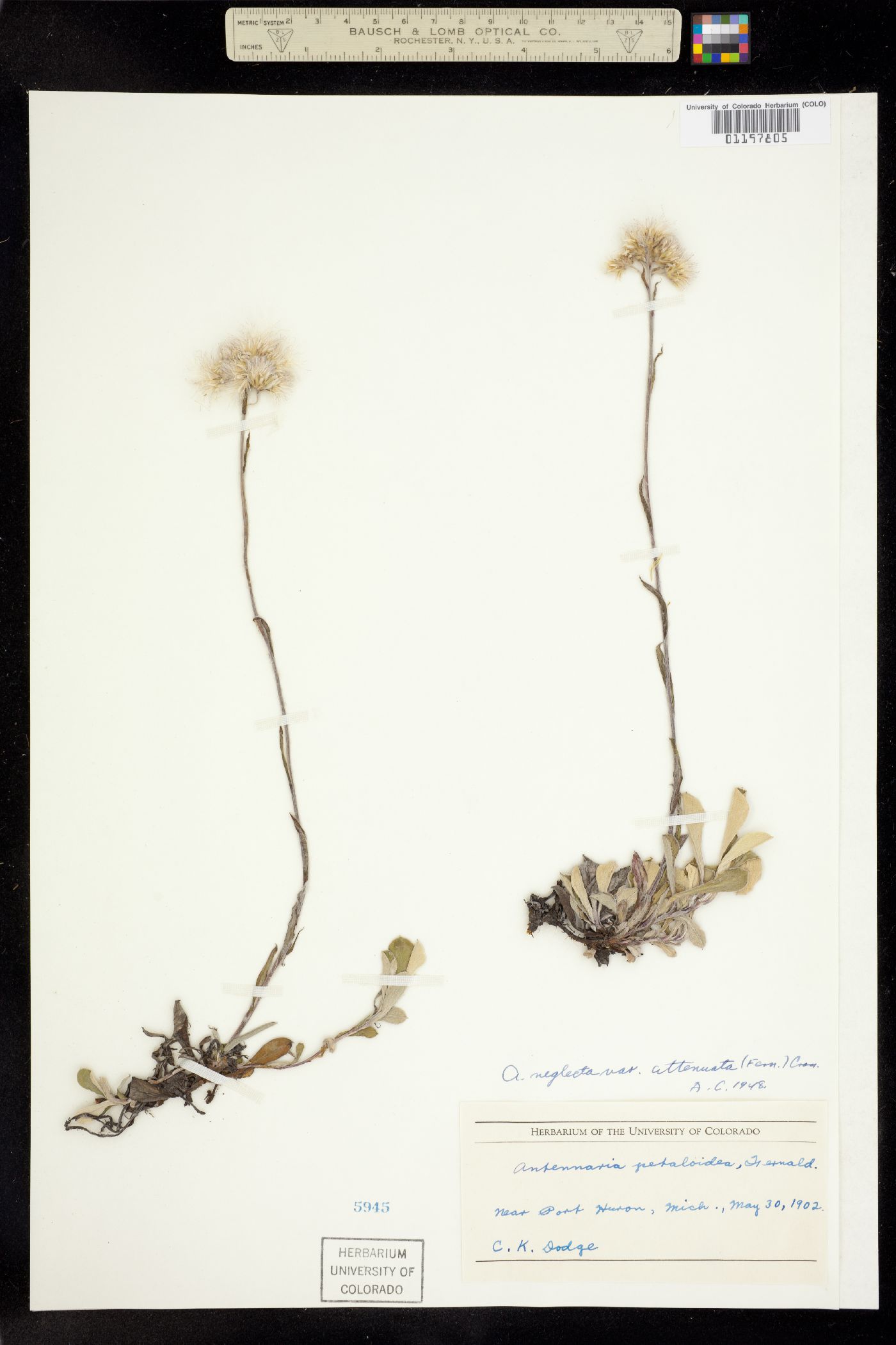 Antennaria neglecta image