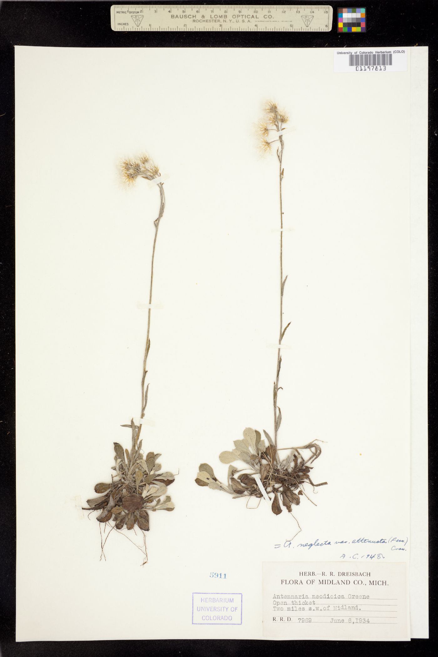 Antennaria neglecta image