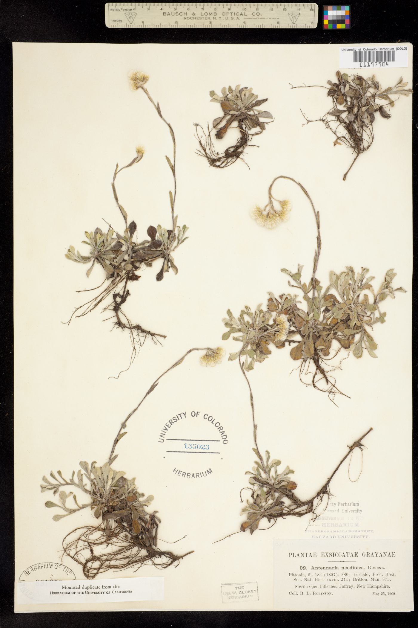 Antennaria howellii ssp. neodioica image