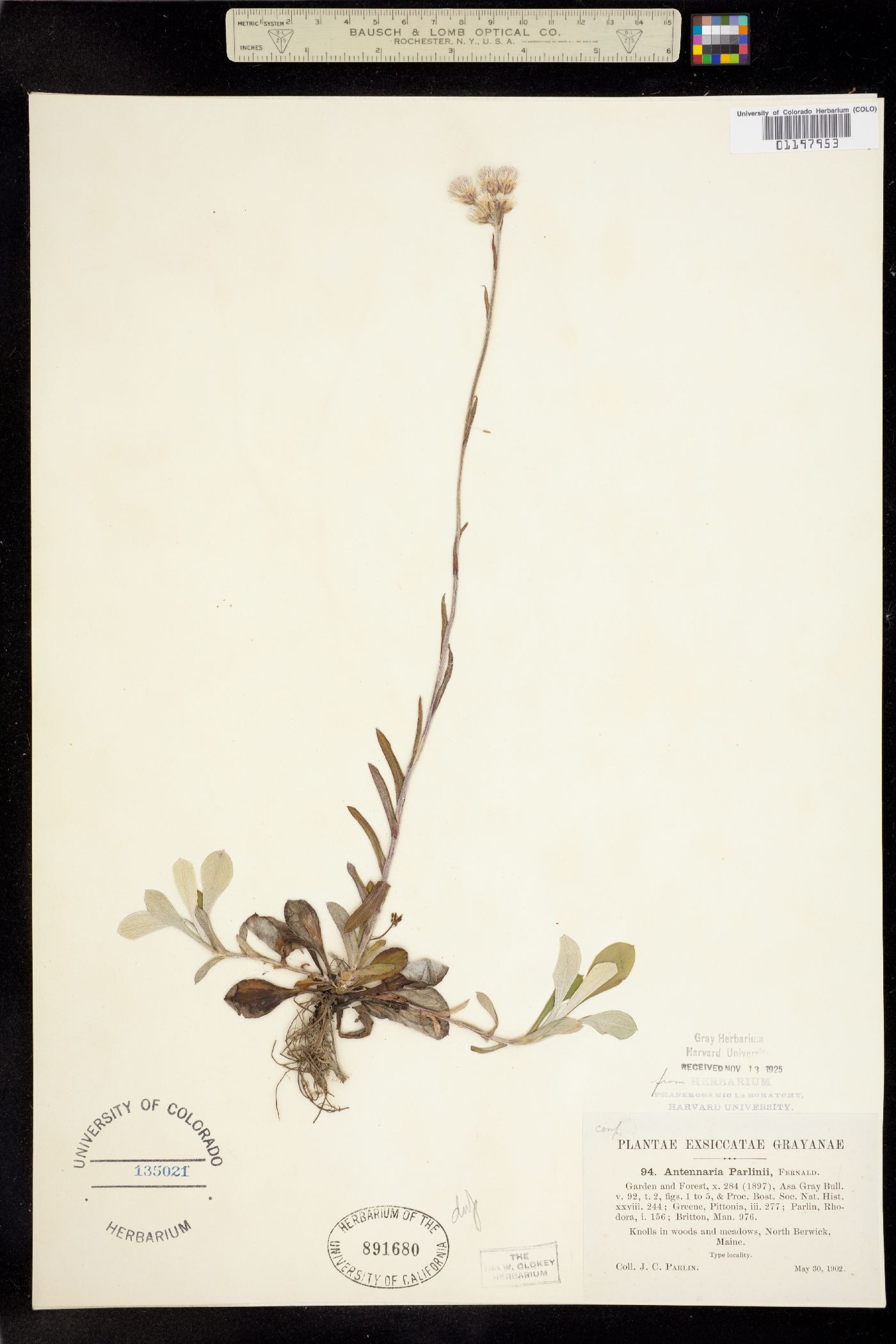 Antennaria parlinii image