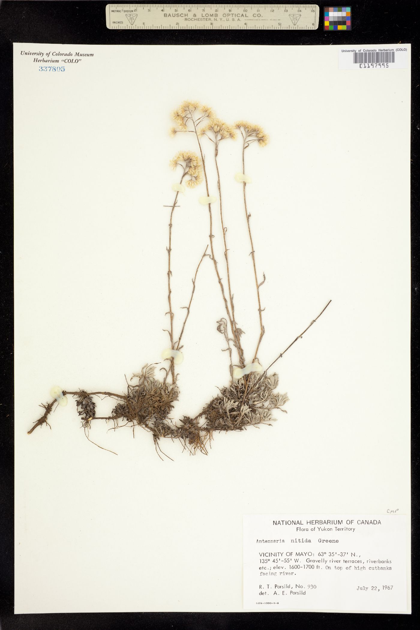 Antennaria microphylla image