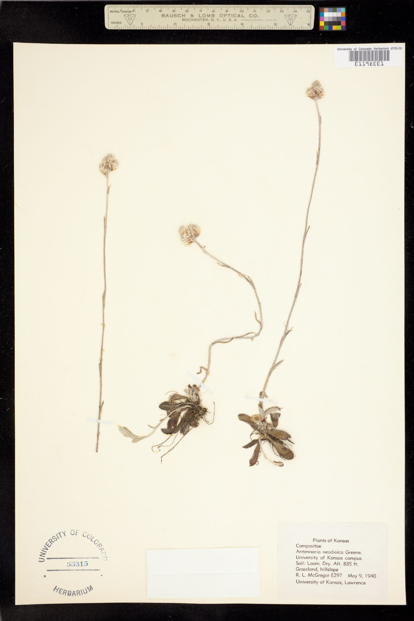 Antennaria howellii ssp. neodioica image