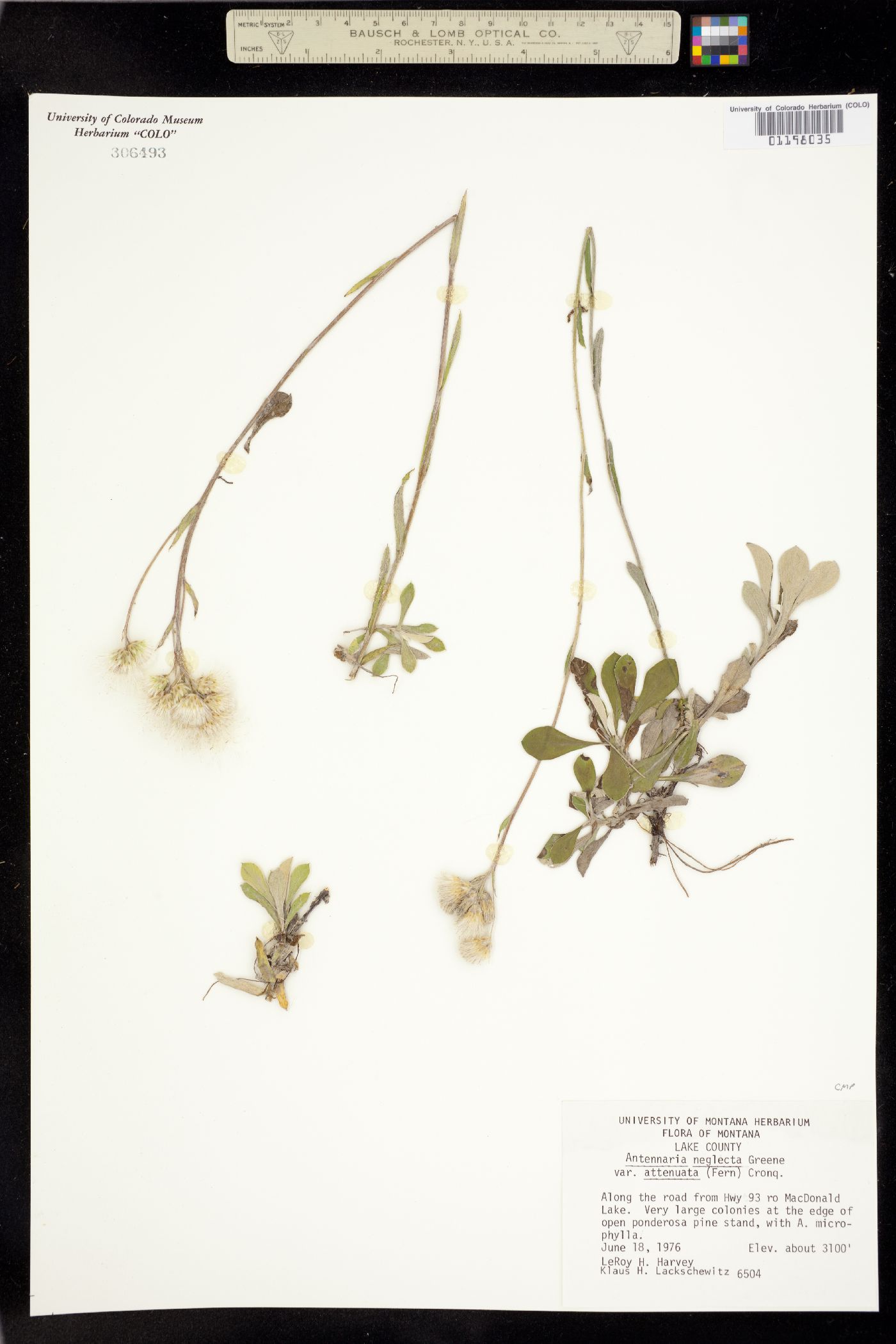 Antennaria howellii ssp. neodioica image