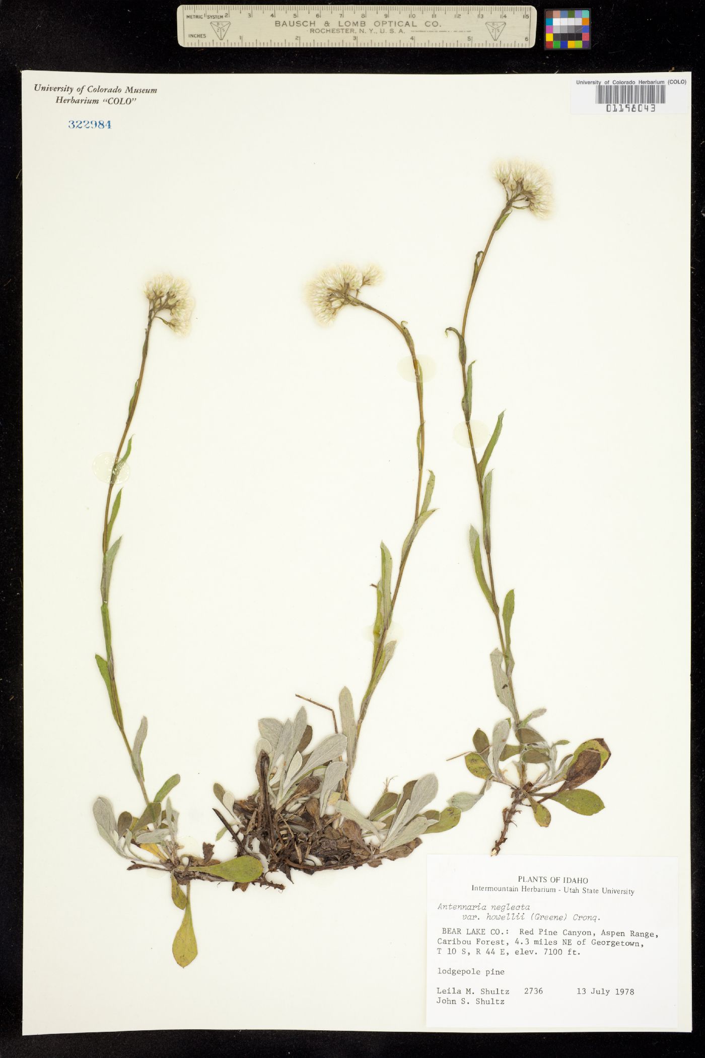 Antennaria howellii ssp. neodioica image