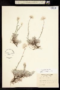 Antennaria rosea image
