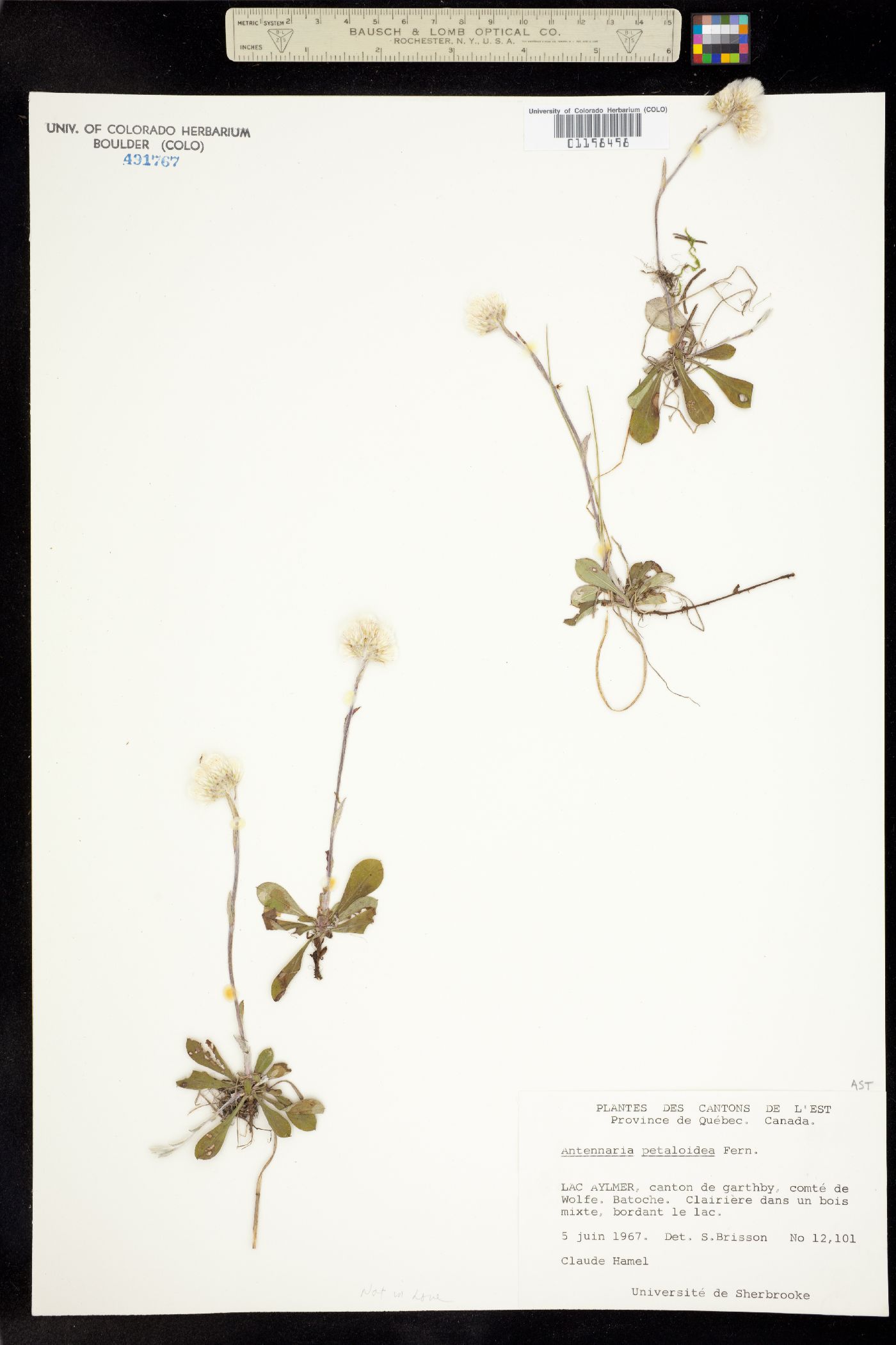 Antennaria howellii ssp. petaloidea image