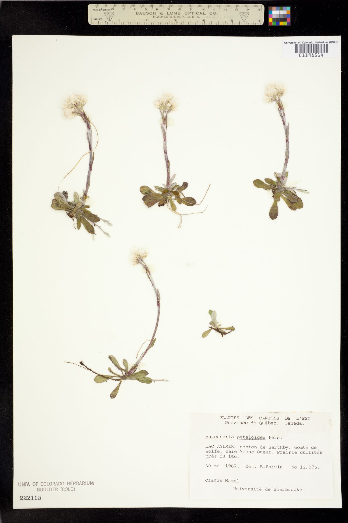 Antennaria howellii ssp. petaloidea image