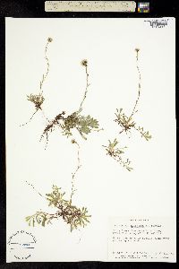 Antennaria philonipha image