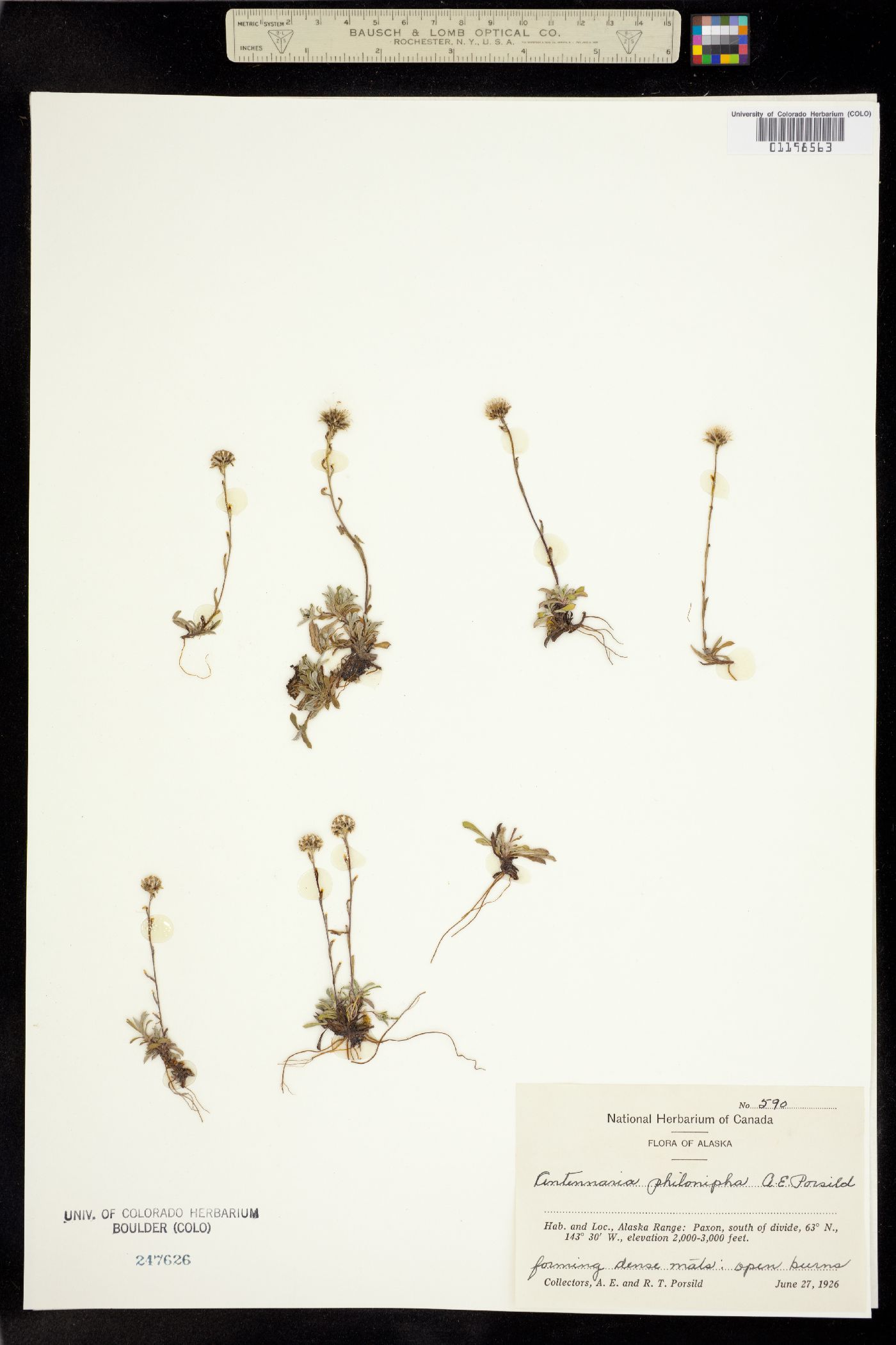 Antennaria philonipha image