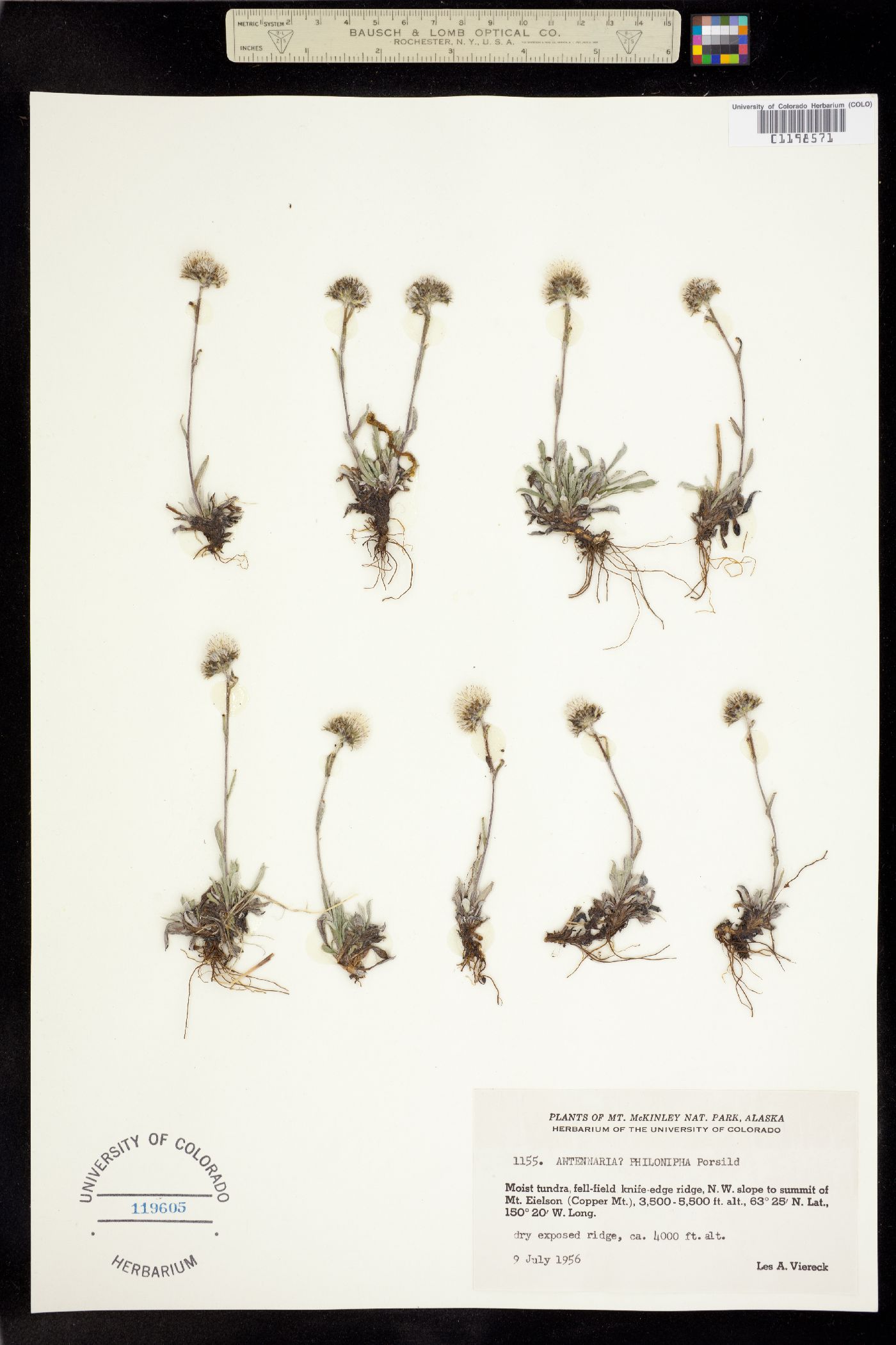 Antennaria philonipha image