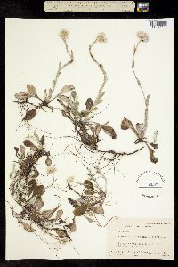 Image of Antennaria plantaginifolia