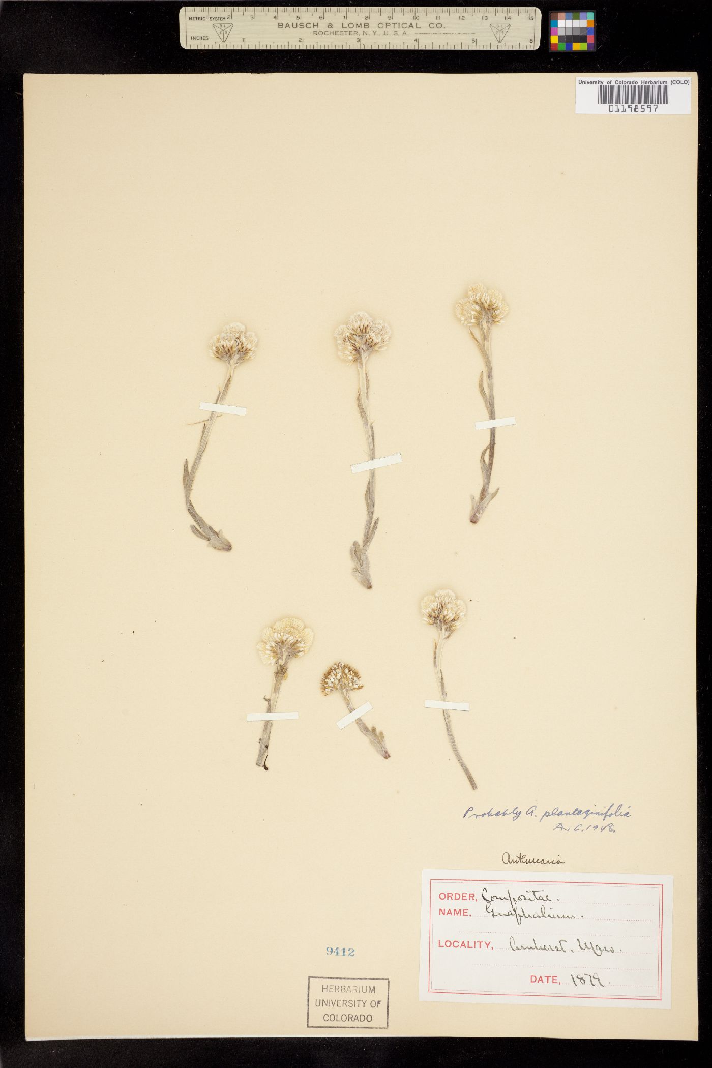Antennaria plantaginifolia image
