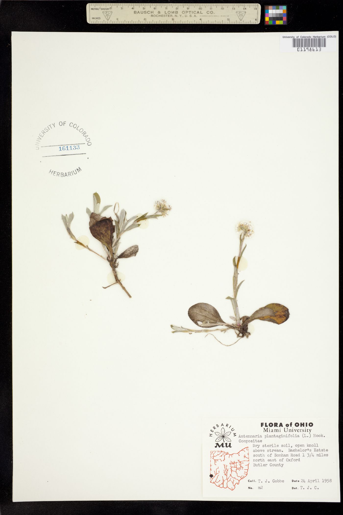 Antennaria plantaginifolia image