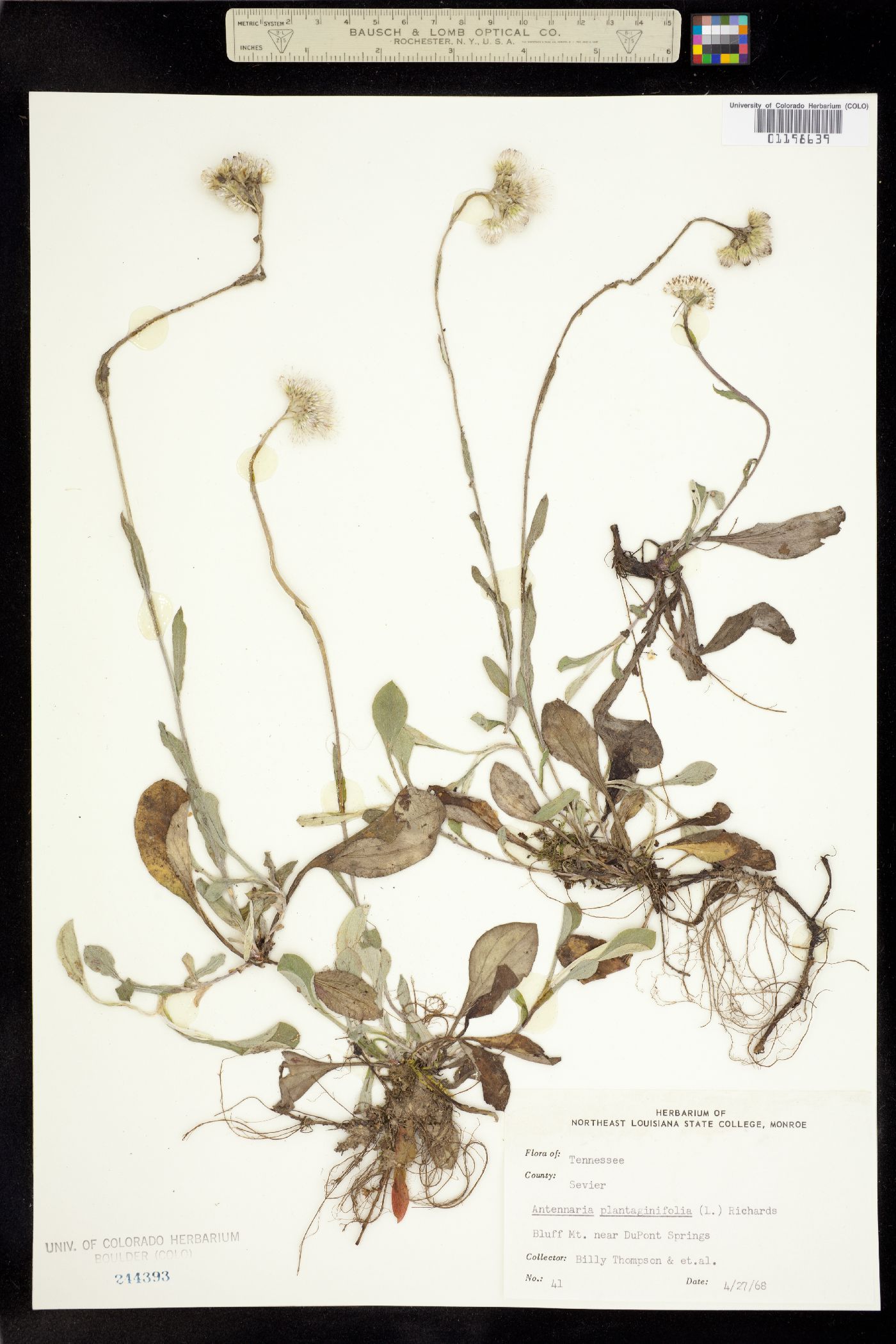 Antennaria plantaginifolia image