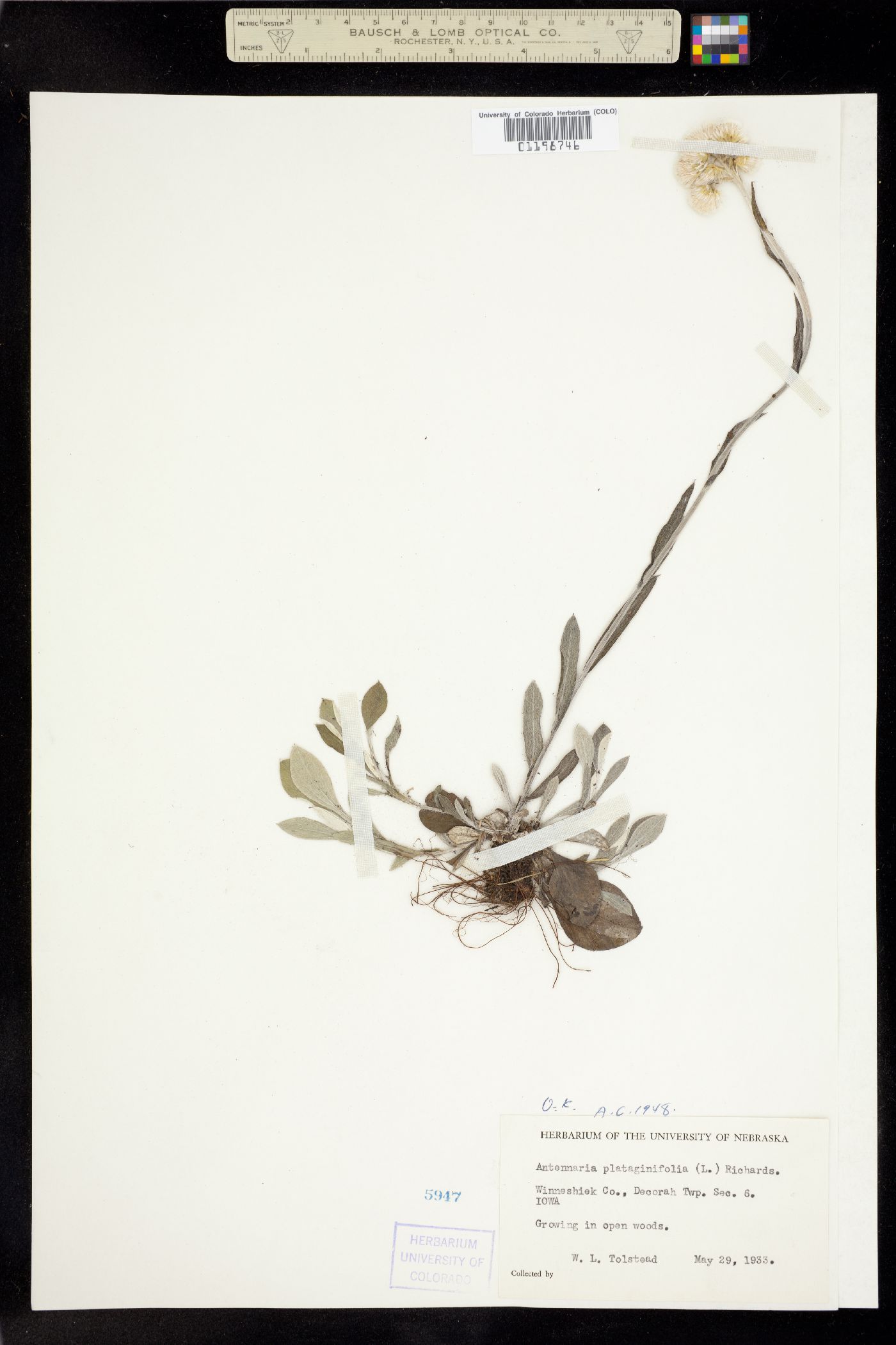 Antennaria plantaginifolia image
