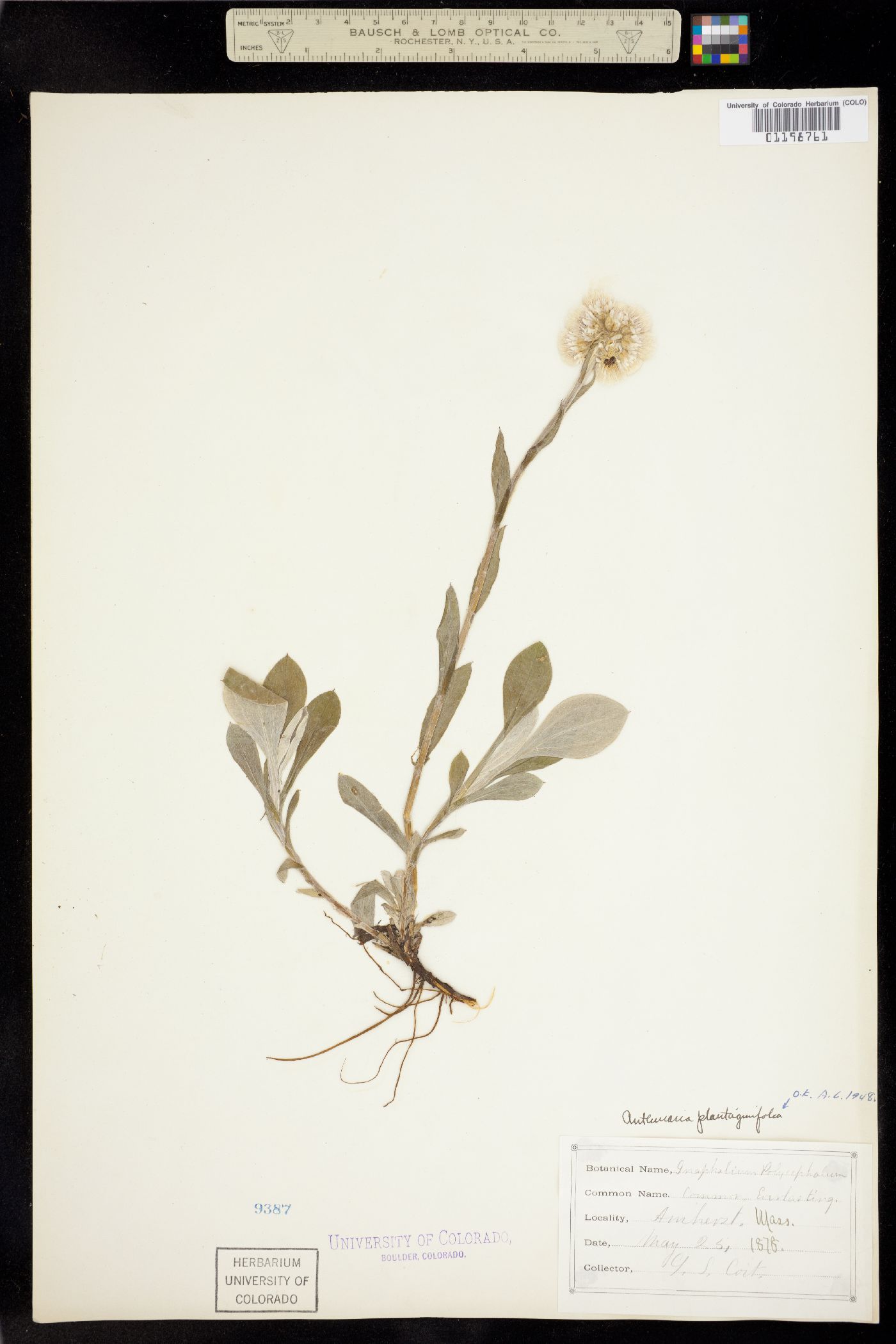 Antennaria plantaginifolia image