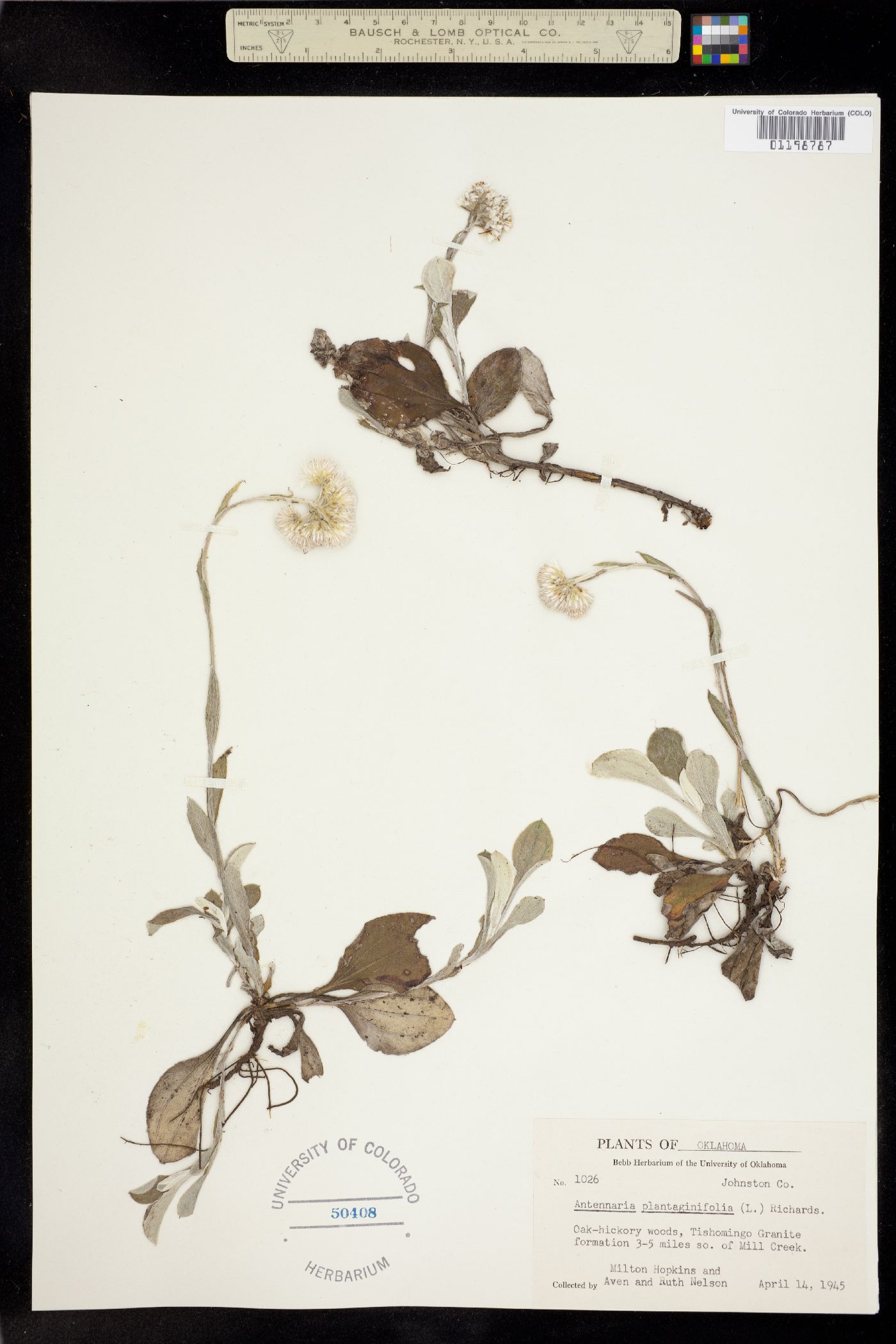 Antennaria plantaginifolia image