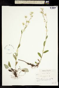 Image of Antennaria racemosa