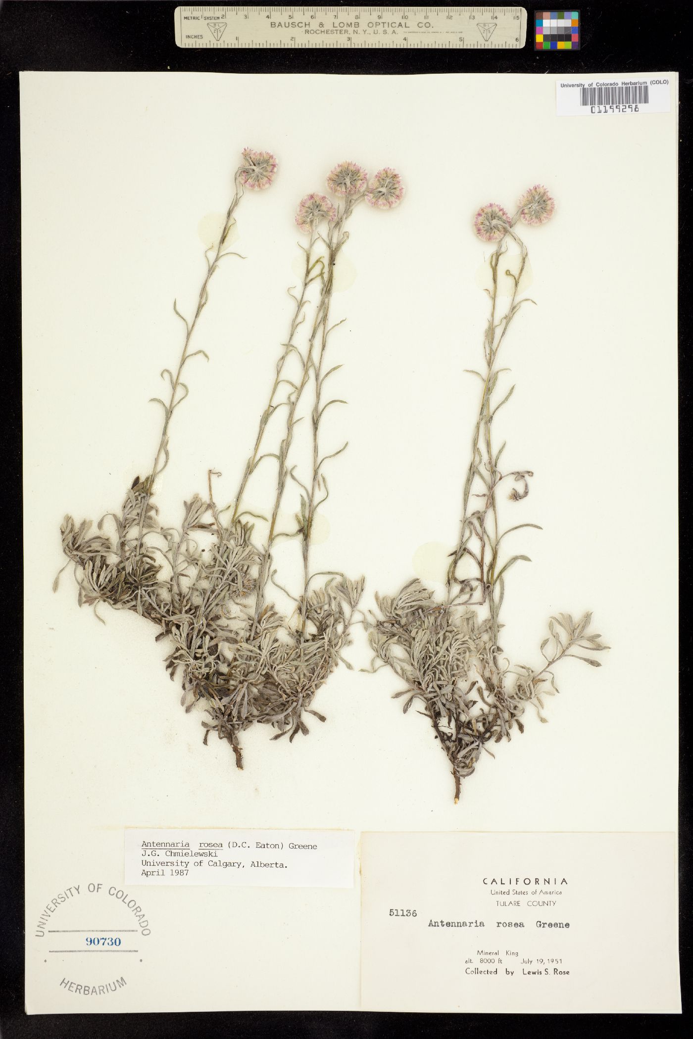 Antennaria rosea image