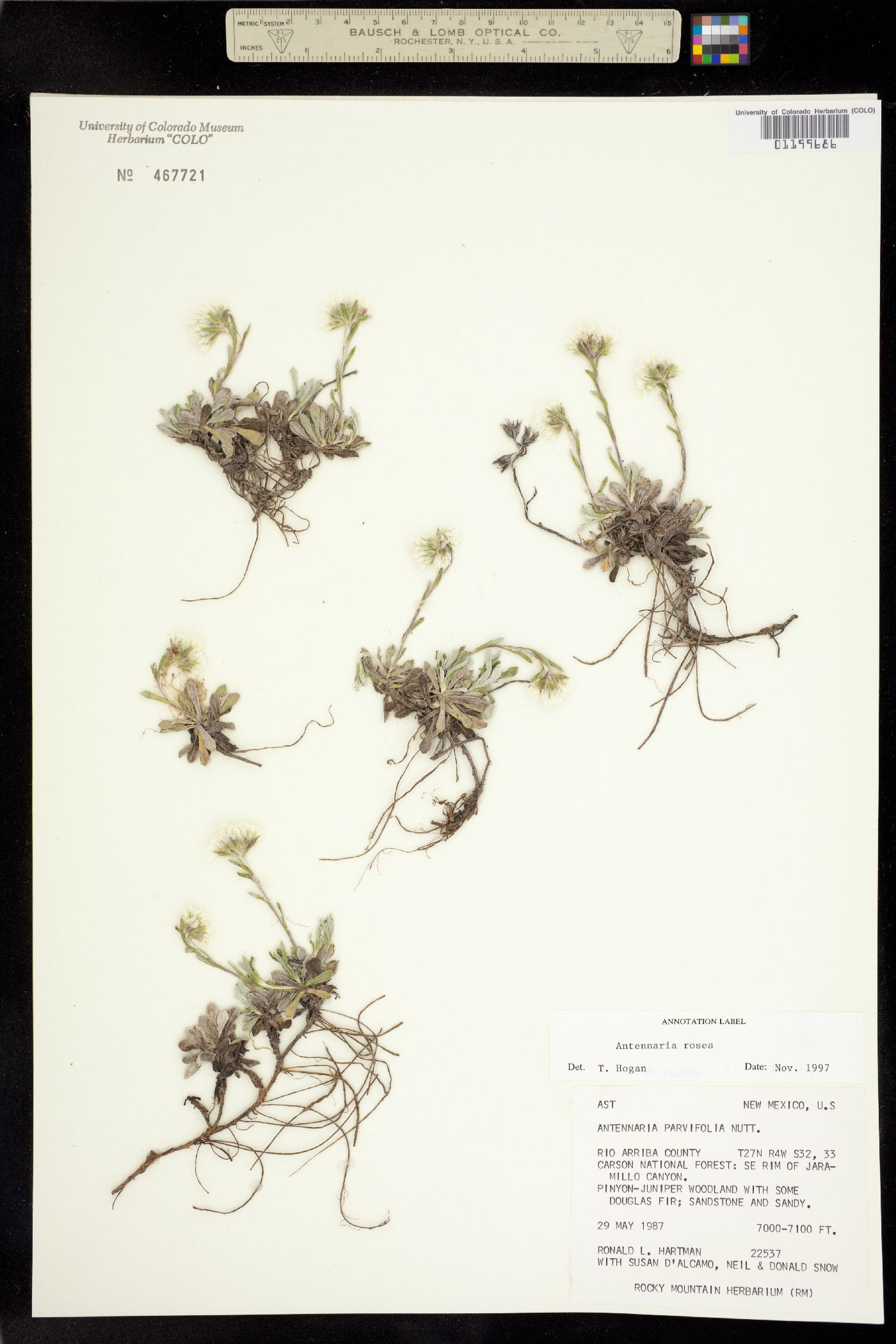 Antennaria rosea image