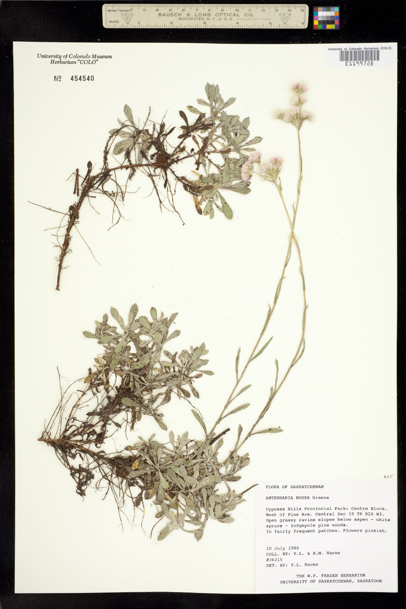Antennaria rosea image