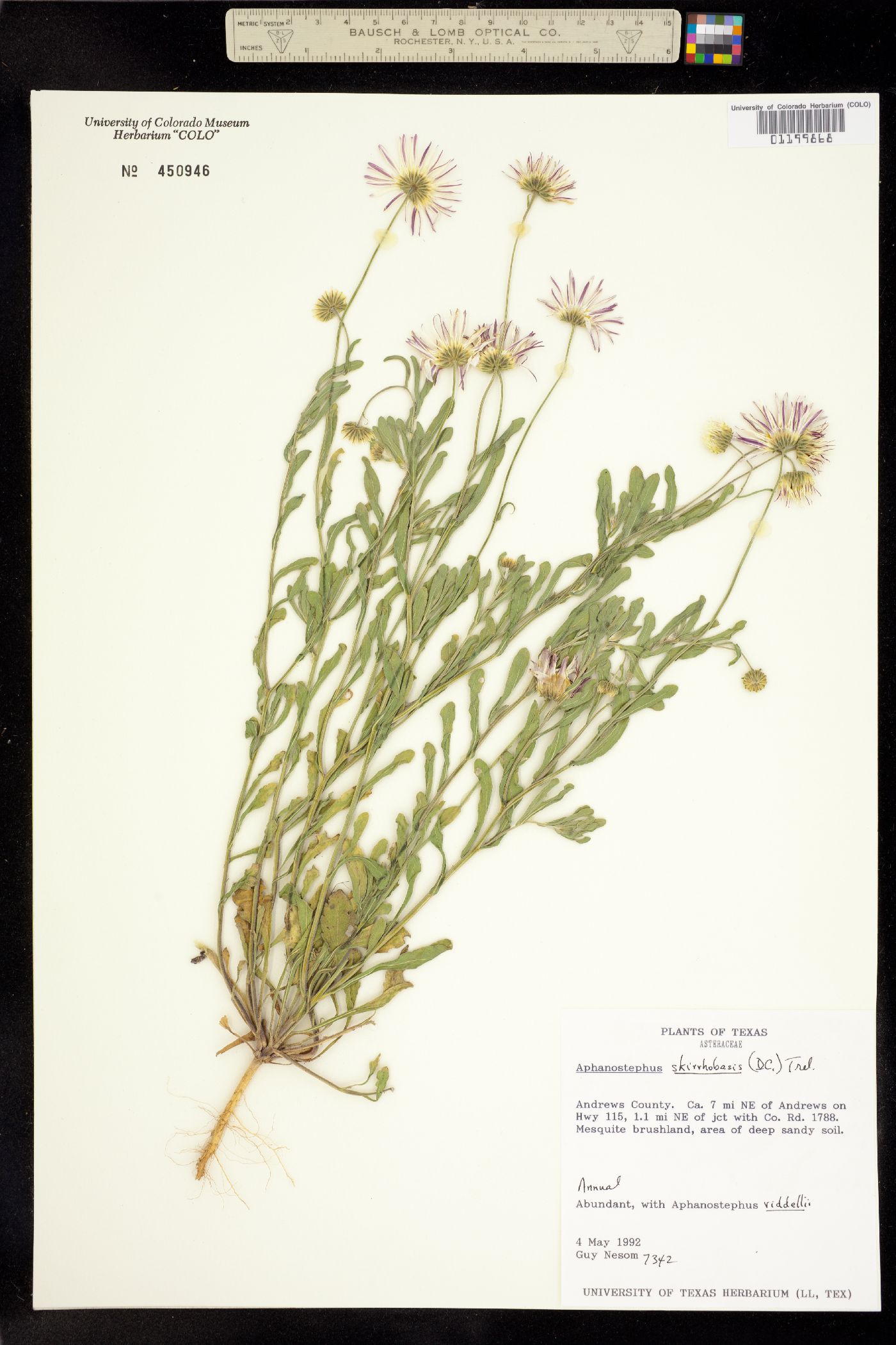 Aphanostephus skirrhobasis image