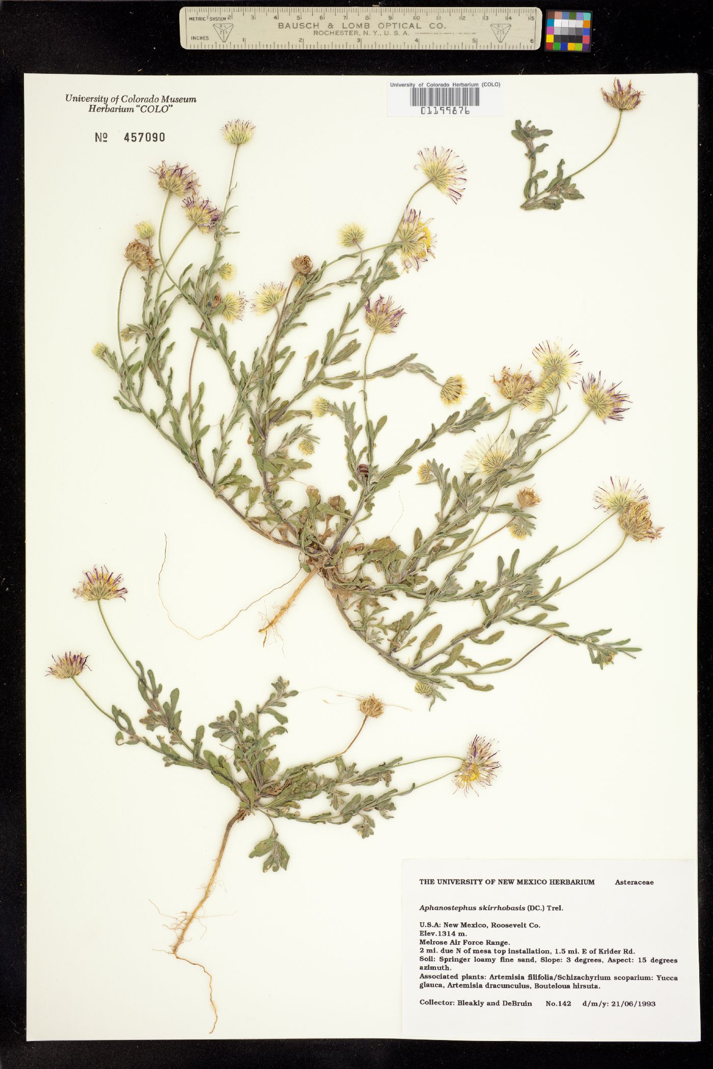 Aphanostephus skirrhobasis image