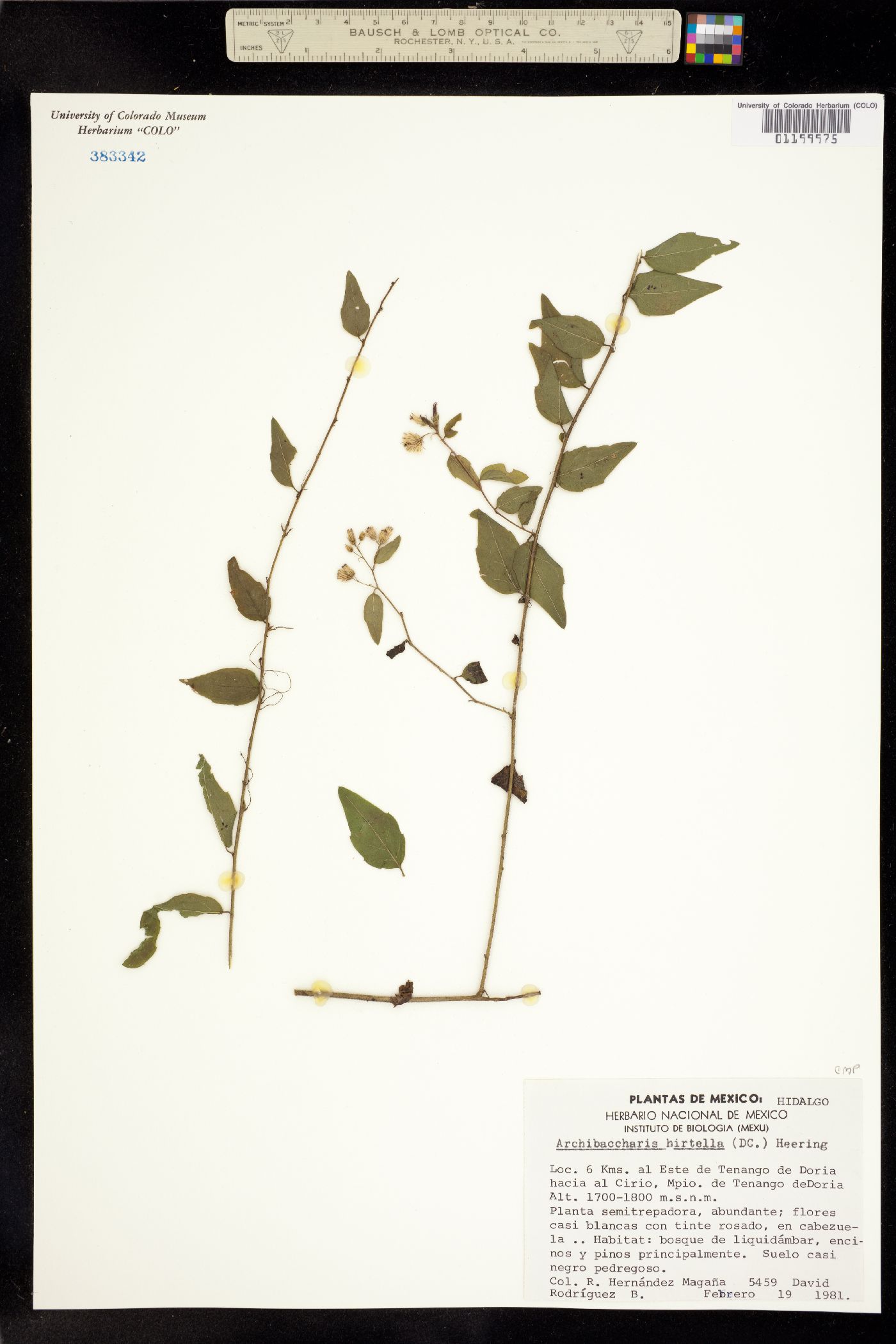 Archibaccharis hirtella image