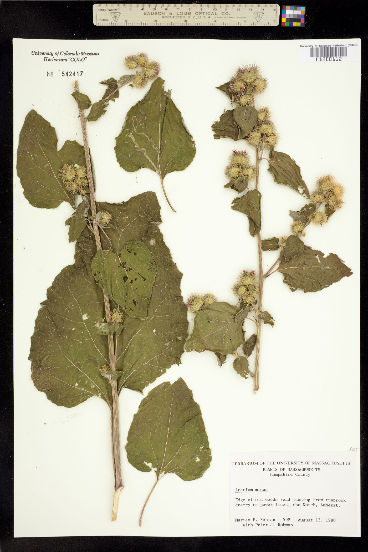 Arctium minus image
