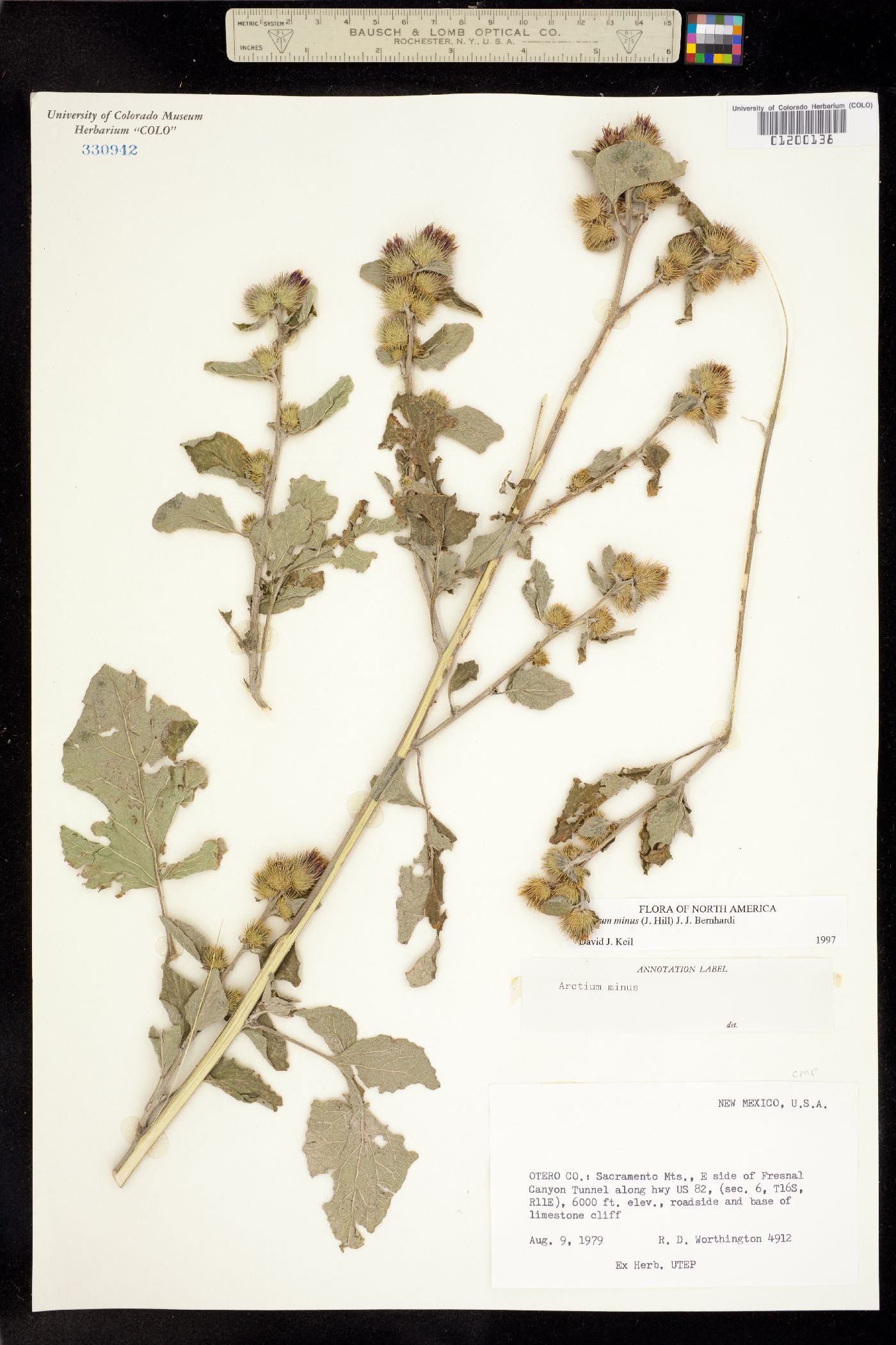 Arctium minus image