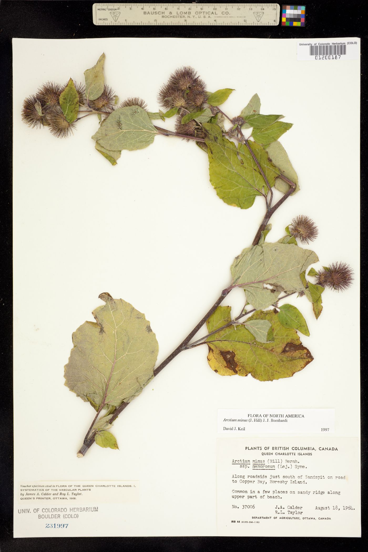 Arctium image