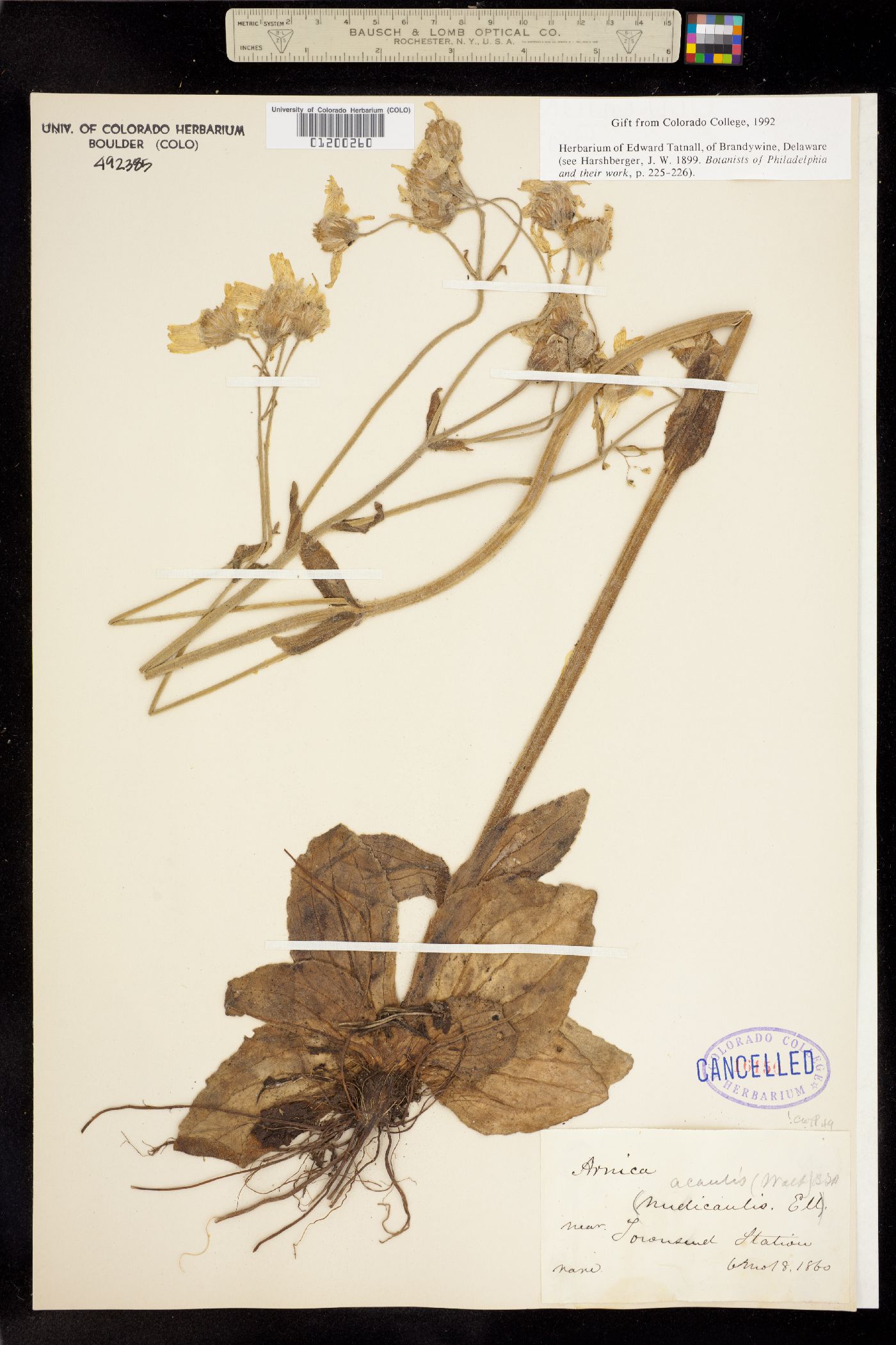 Arnica acaulis image