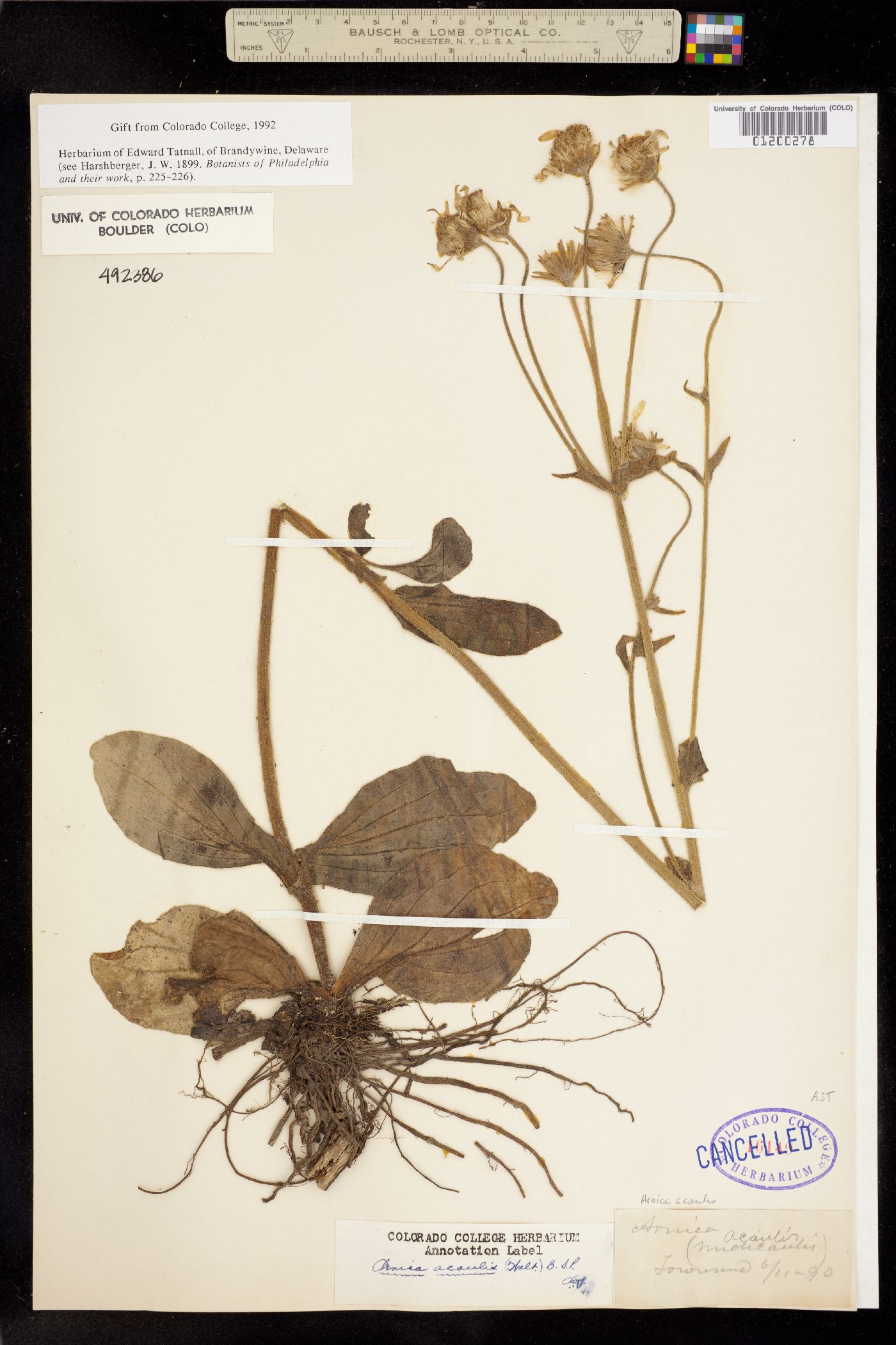 Arnica acaulis image