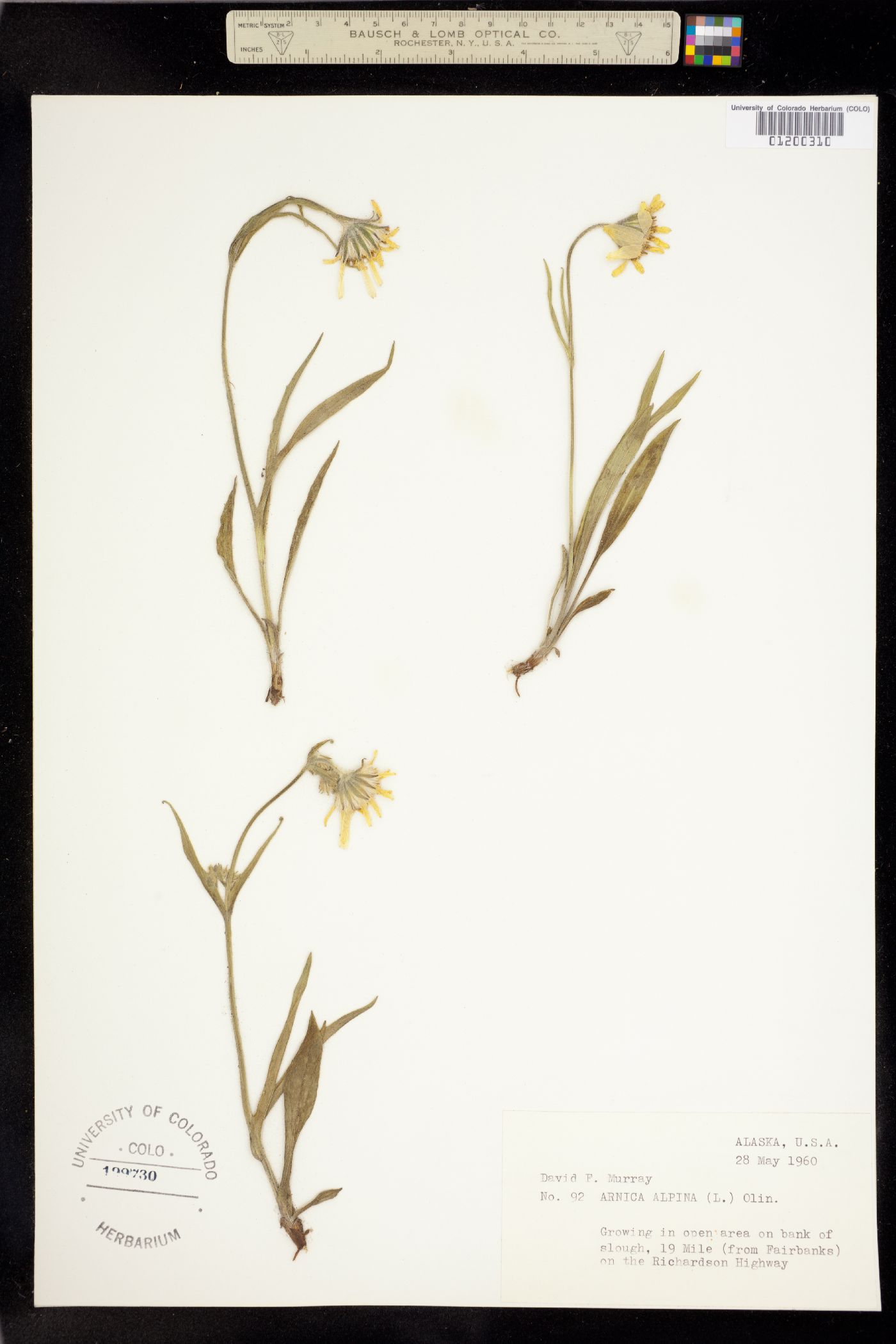 Arnica alpina image