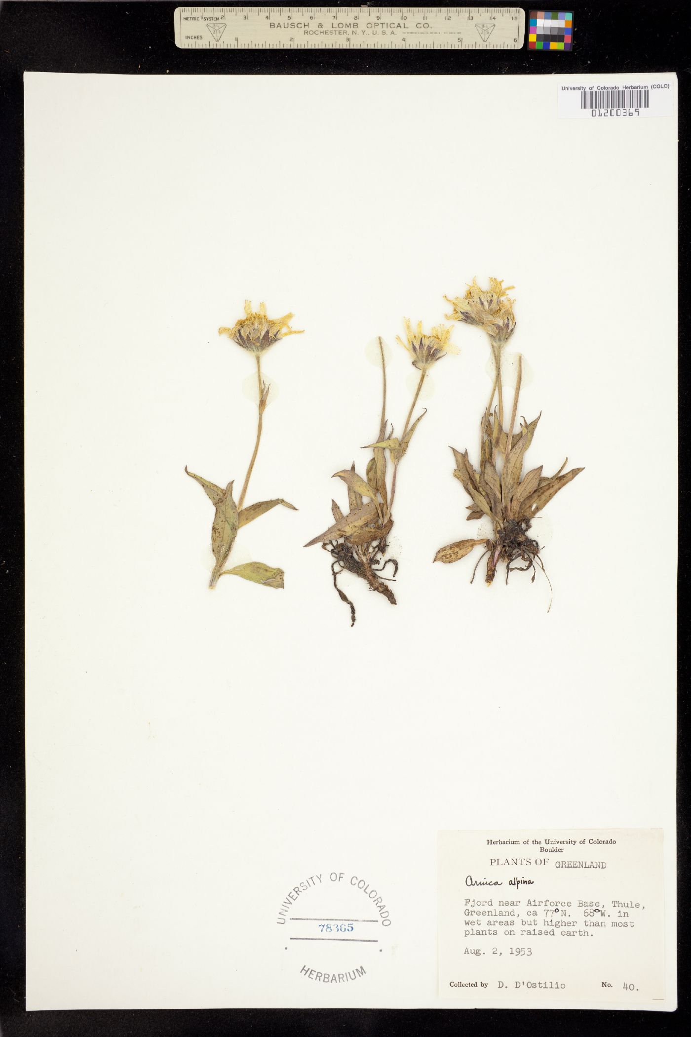 Arnica alpina image