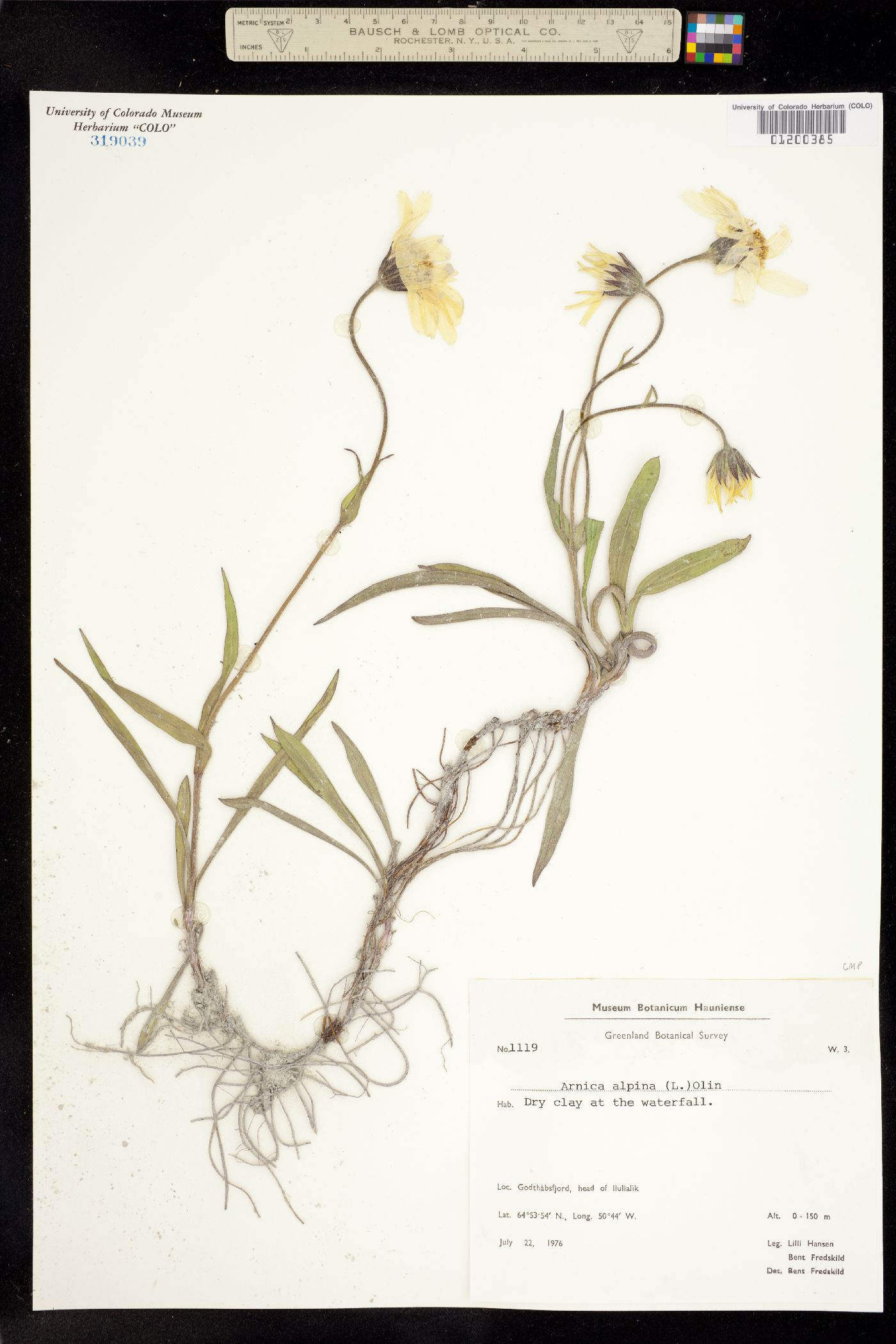 Arnica alpina image