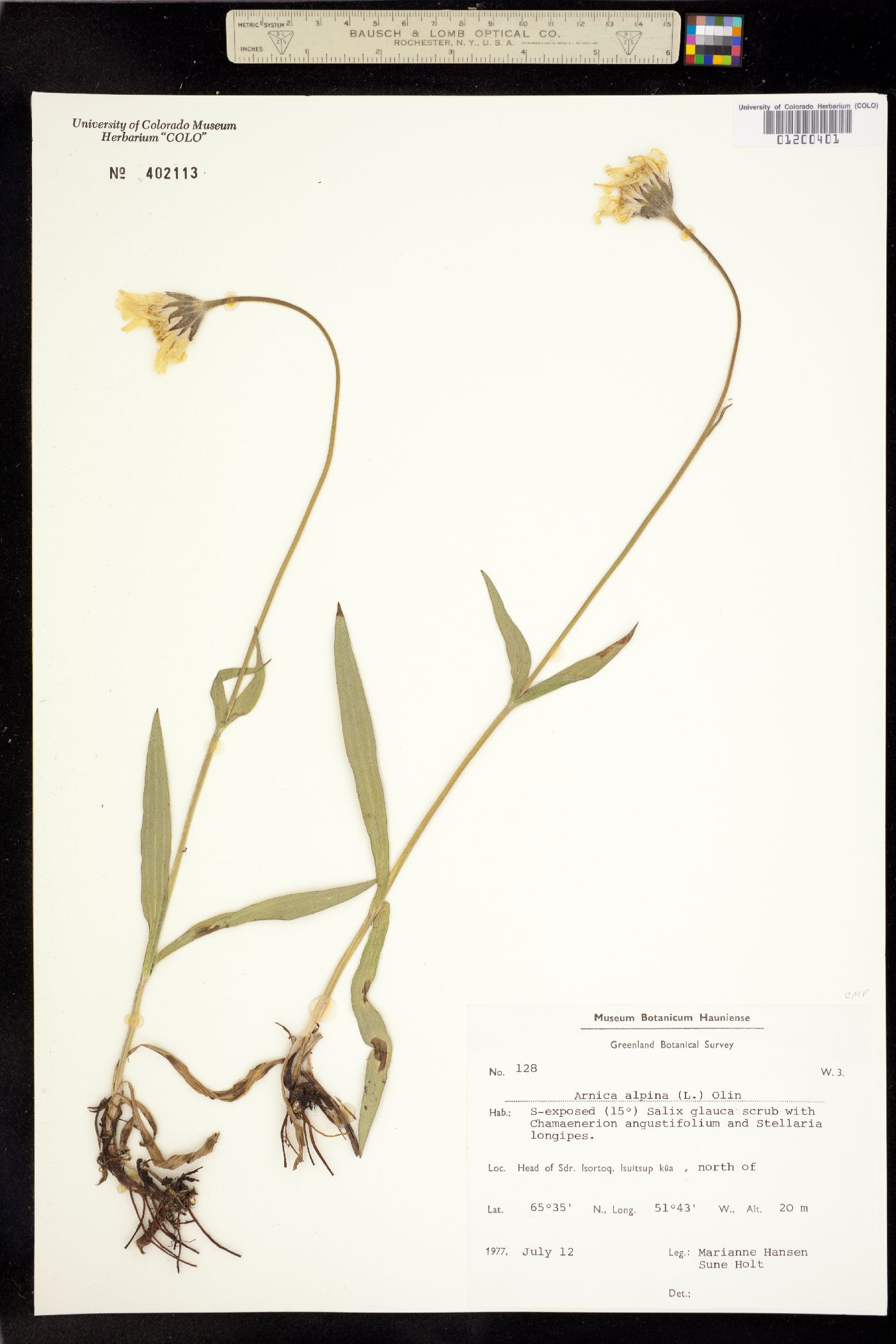 Arnica alpina image