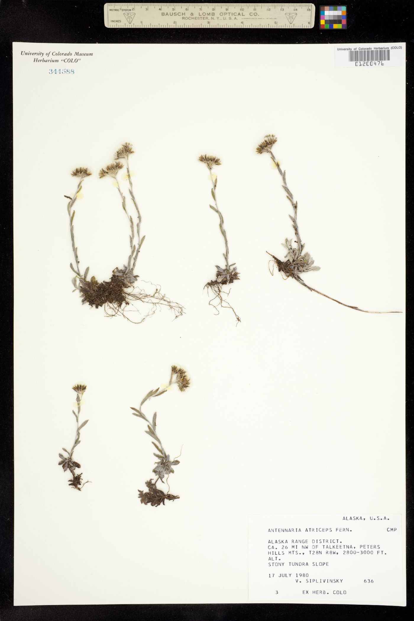 Antennaria alpina image