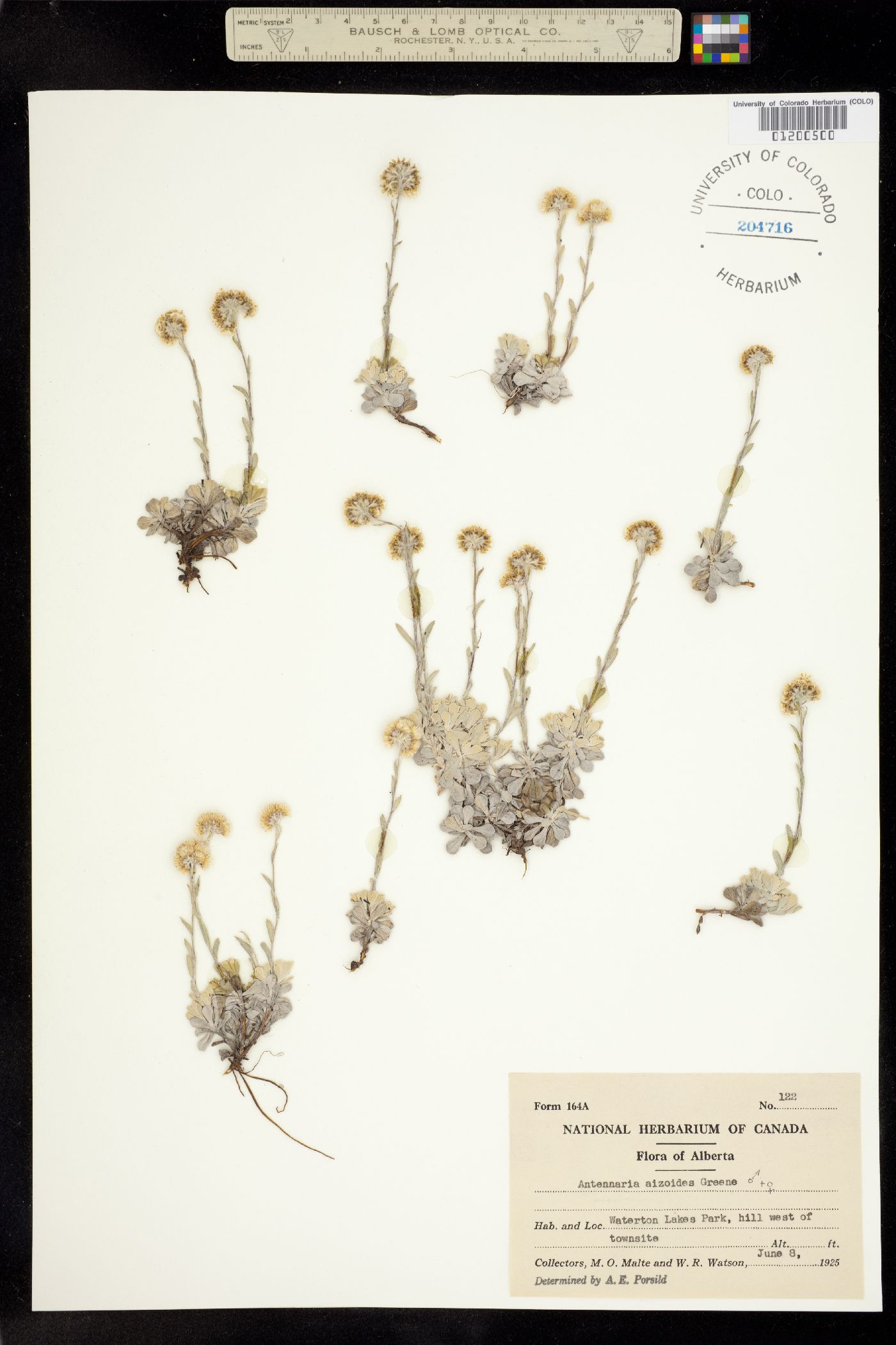 Antennaria umbrinella image