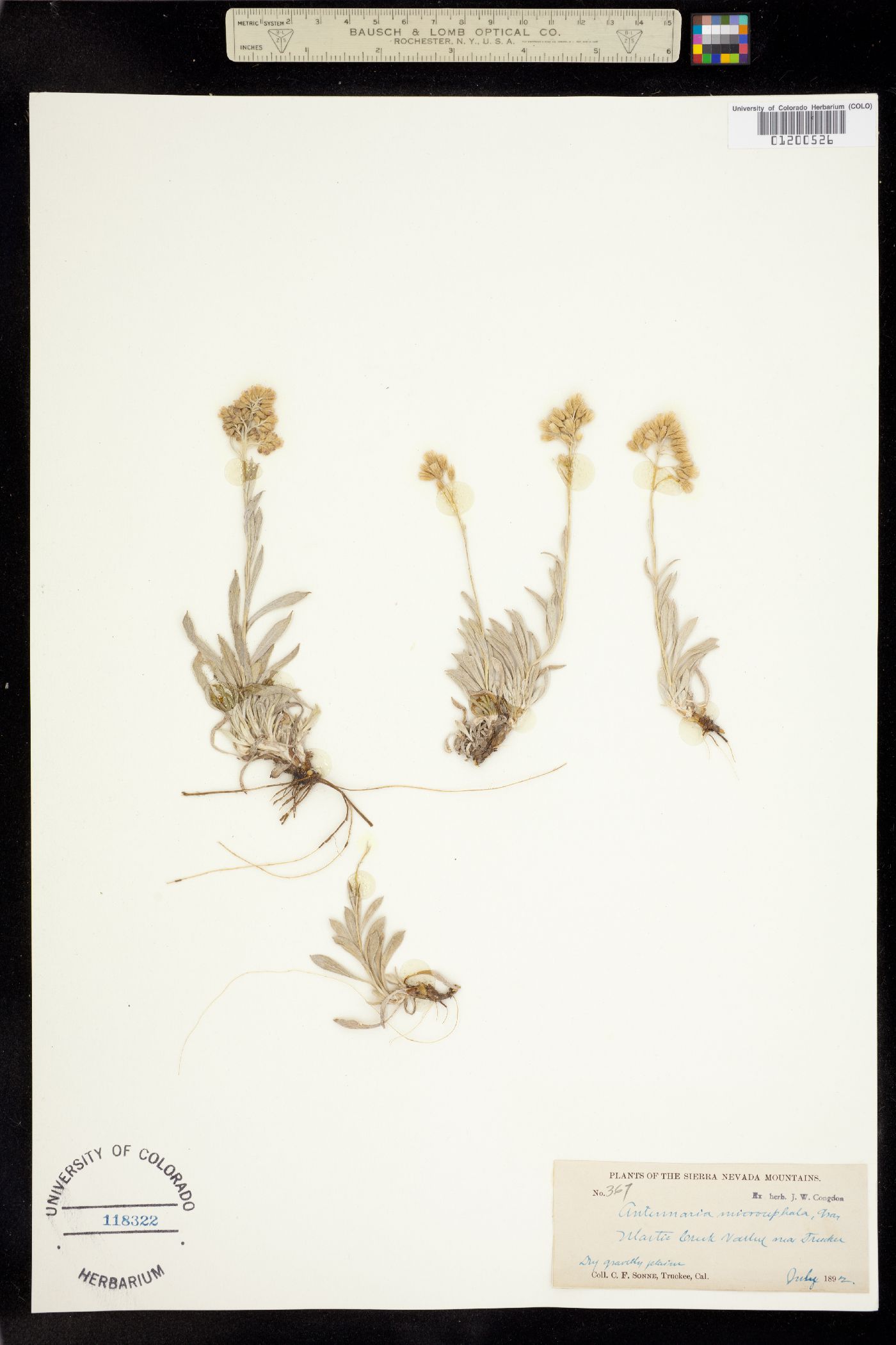 Antennaria luzuloides ssp. aberrans image