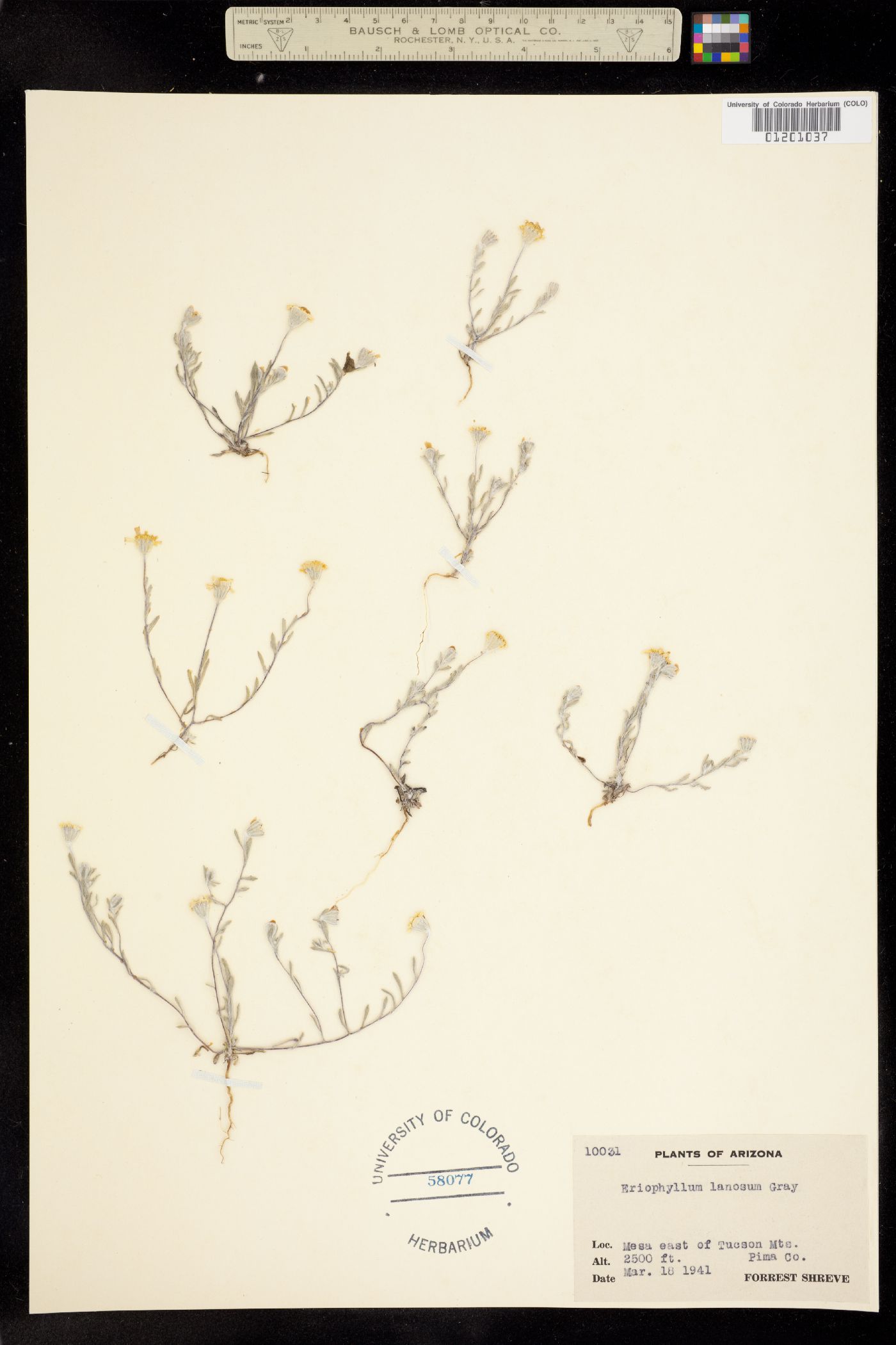 Eriophyllum image