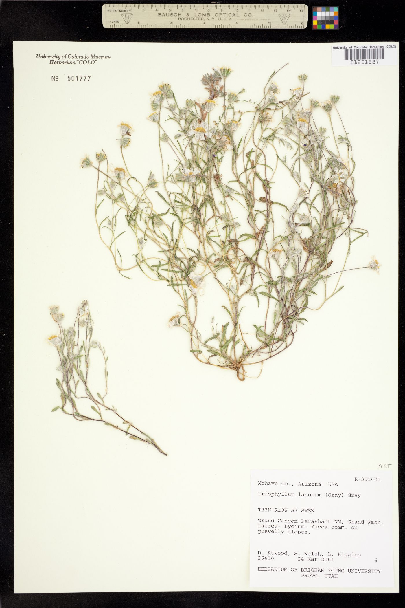 Eriophyllum lanosum image