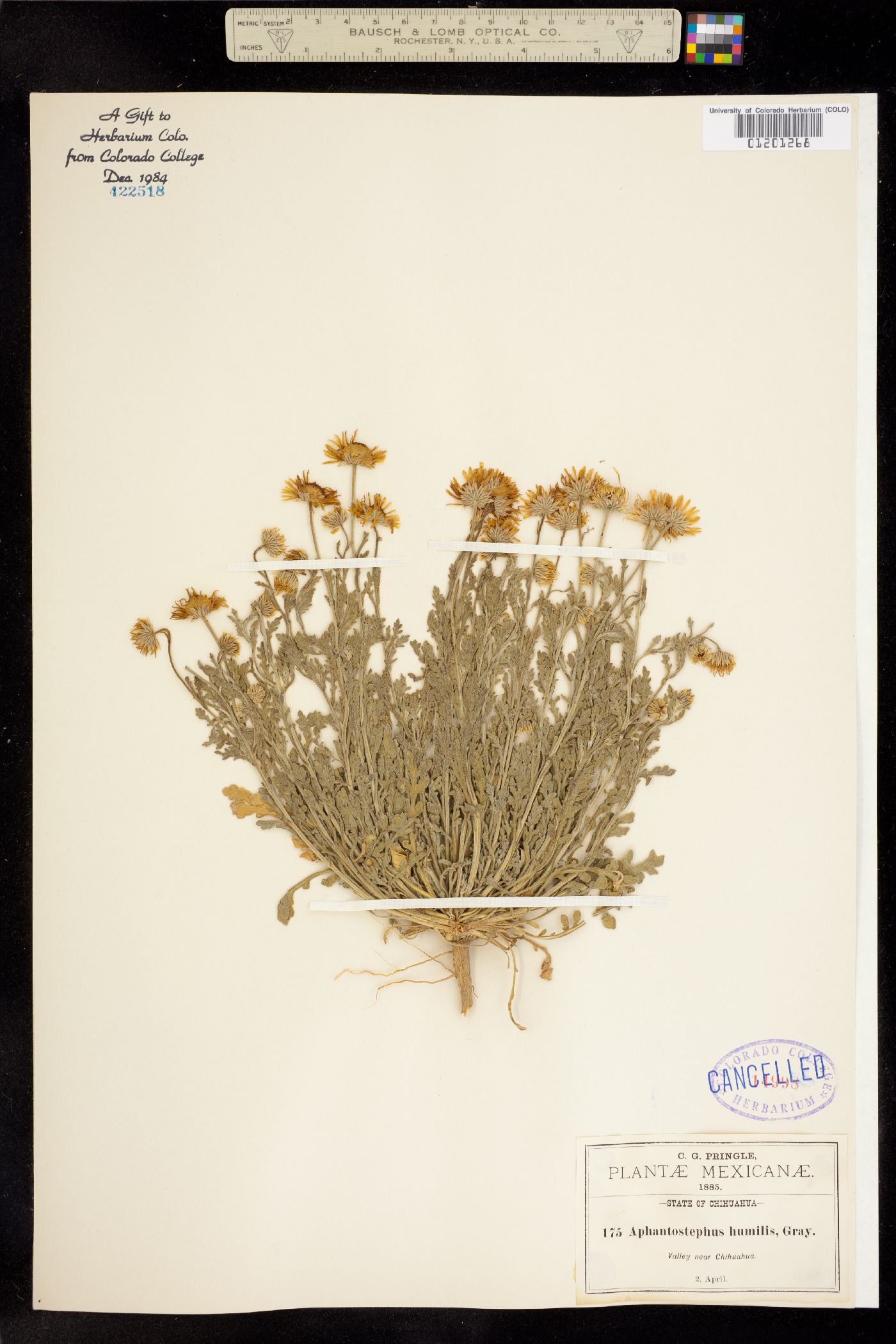 Aphanostephus humilis image