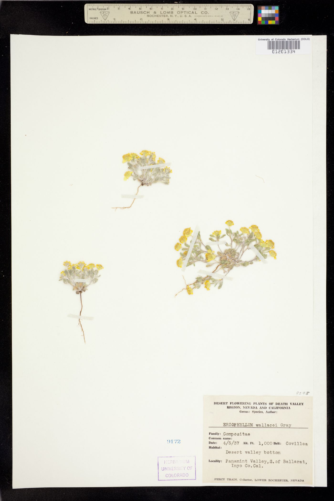 Eriophyllum wallacei image