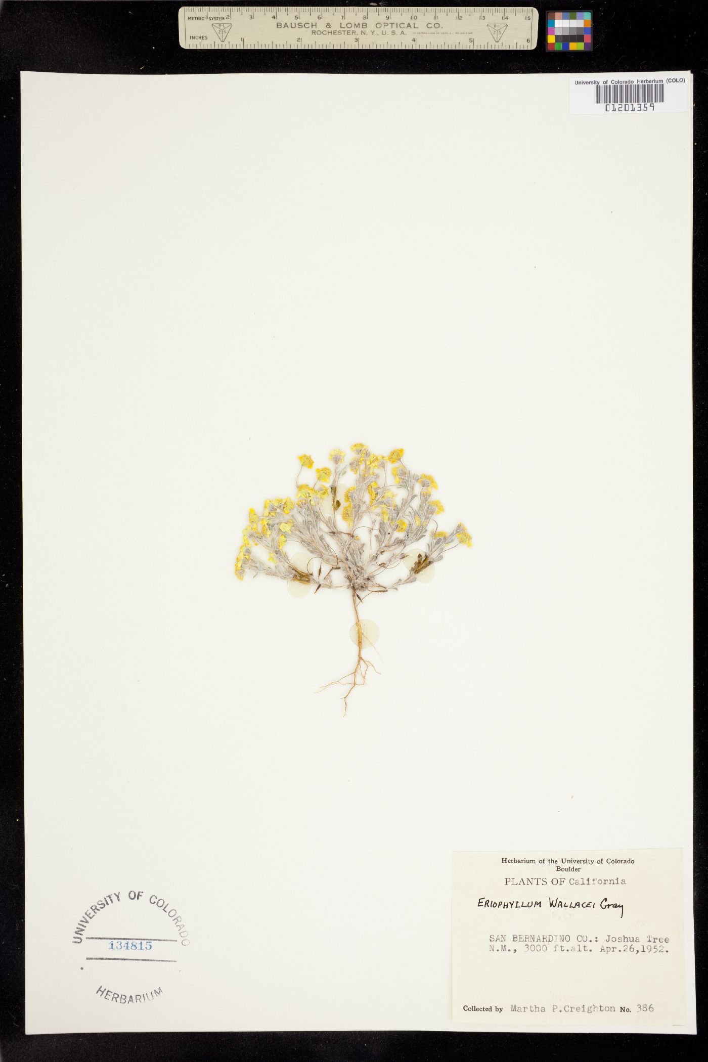 Eriophyllum wallacei image